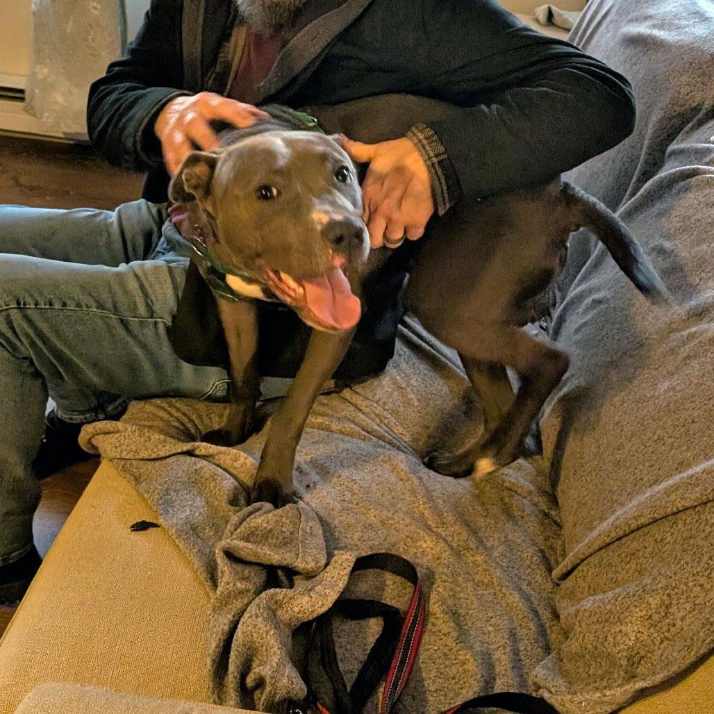 Enlarge Cricket, a Adoptable Pit Bull Terrier in Fairfax, VA image 4/6