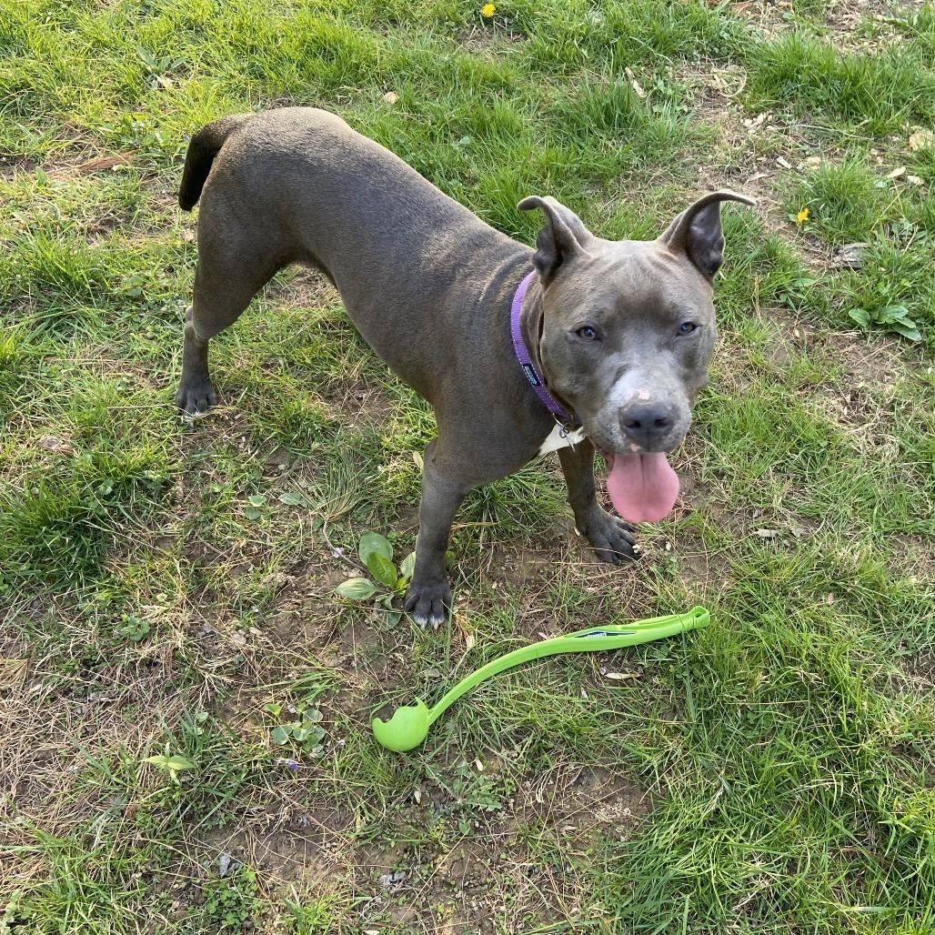 Enlarge Cricket, a Adoptable Pit Bull Terrier in Fairfax, VA image 5/6