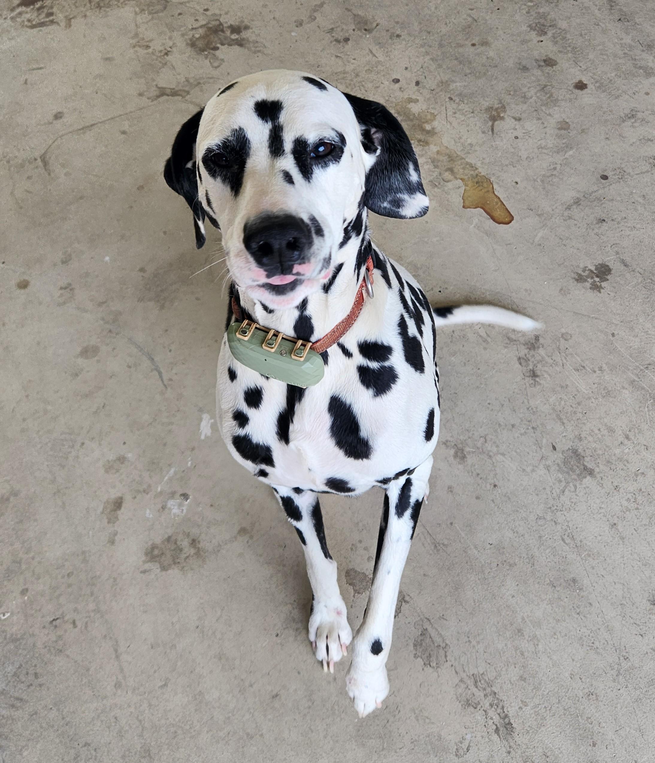 Pongo-ADOPTION PENDING, adoptable, Adult Male Dalmatian.