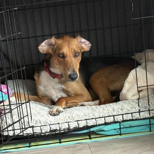 Jethro, Adoptable, Young Male Hound & Mixed Breed.