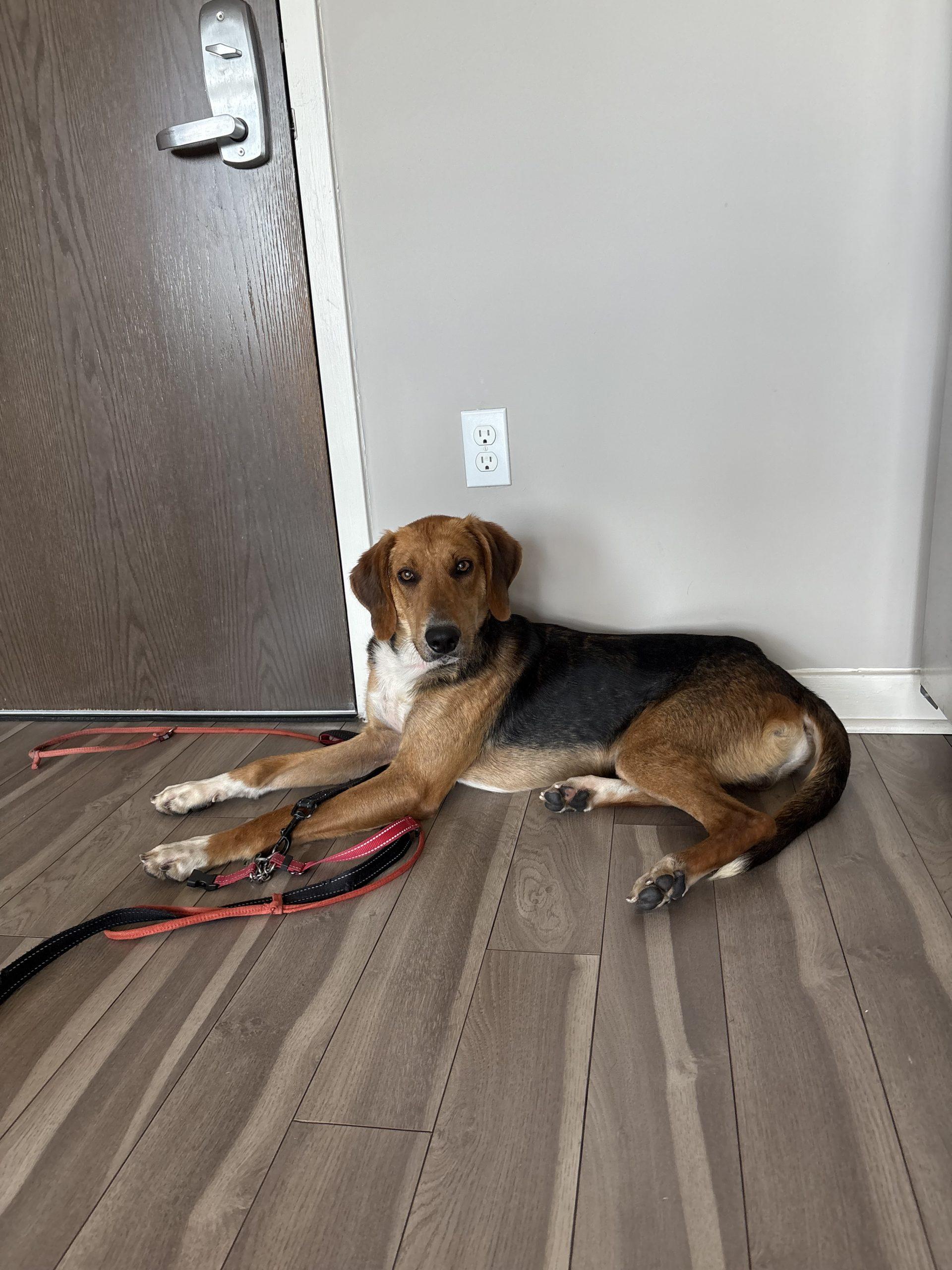 Jethro, Adoptable, Young Male Hound & Mixed Breed.
