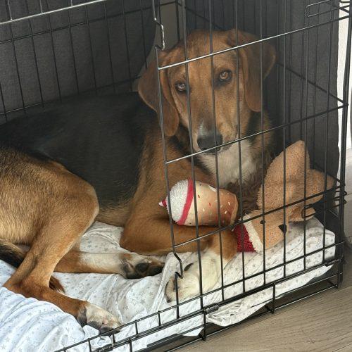 Enlarge Jethro, a Adoptable mixed breed in Washington DC, DC image 2/4