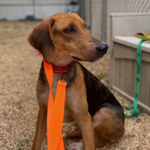 Enlarge Jethro, a Adoptable mixed breed in Washington DC, DC image 2/3