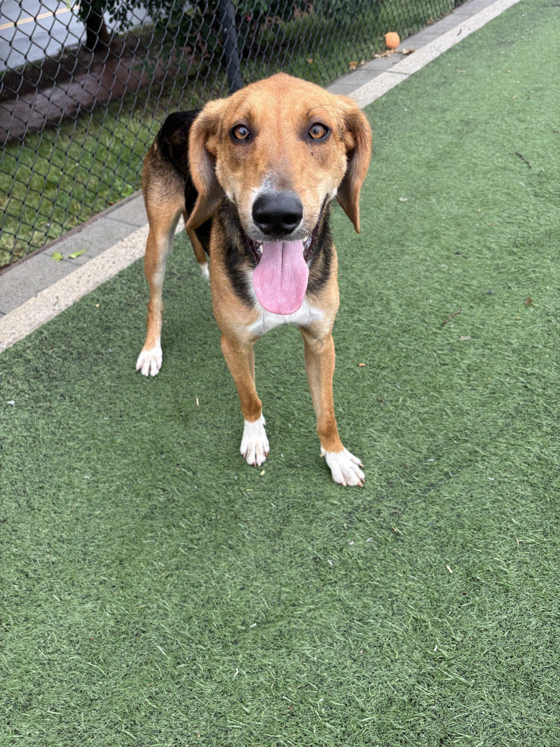 Enlarge Jethro, a Adoptable mixed breed in Washington DC, DC image 3/4