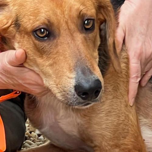 Enlarge Jethro, a Adoptable mixed breed in Washington DC, DC image 3/3