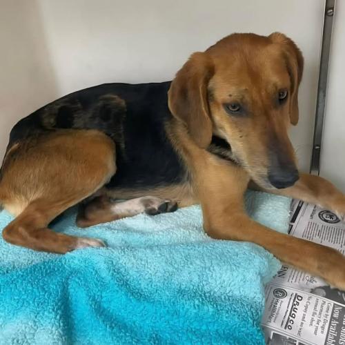 Enlarge Jethro, a Adoptable mixed breed in Washington DC, DC image 1/2