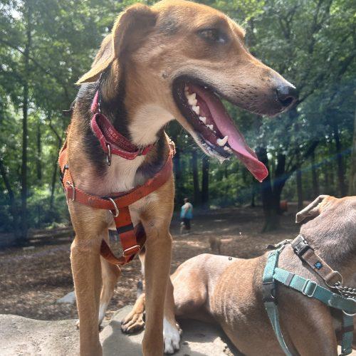 Jethro, a Adoptable mixed breed in Washington DC, DC image 2/5