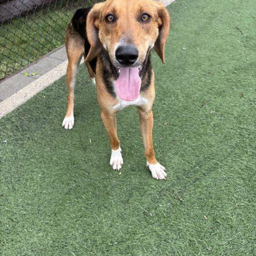 Jethro, a Adoptable mixed breed in Washington DC, DC image 3/5