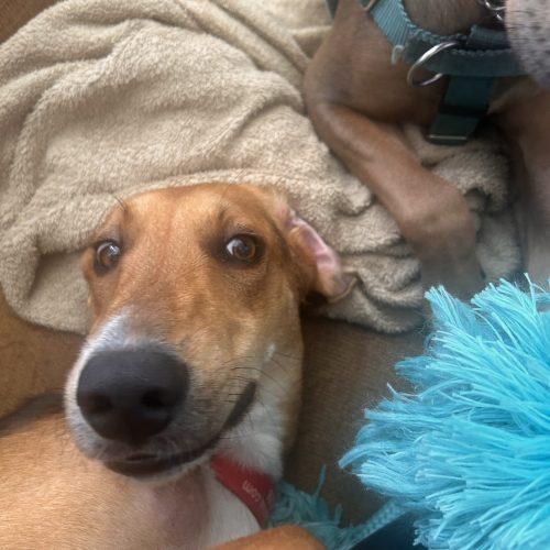 Jethro, a Adoptable mixed breed in Washington DC, DC image 4/5