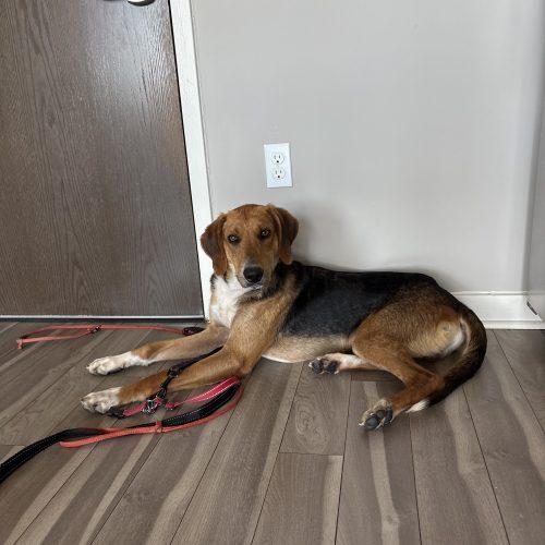 Jethro, a Adoptable mixed breed in Washington DC, DC image 3/3