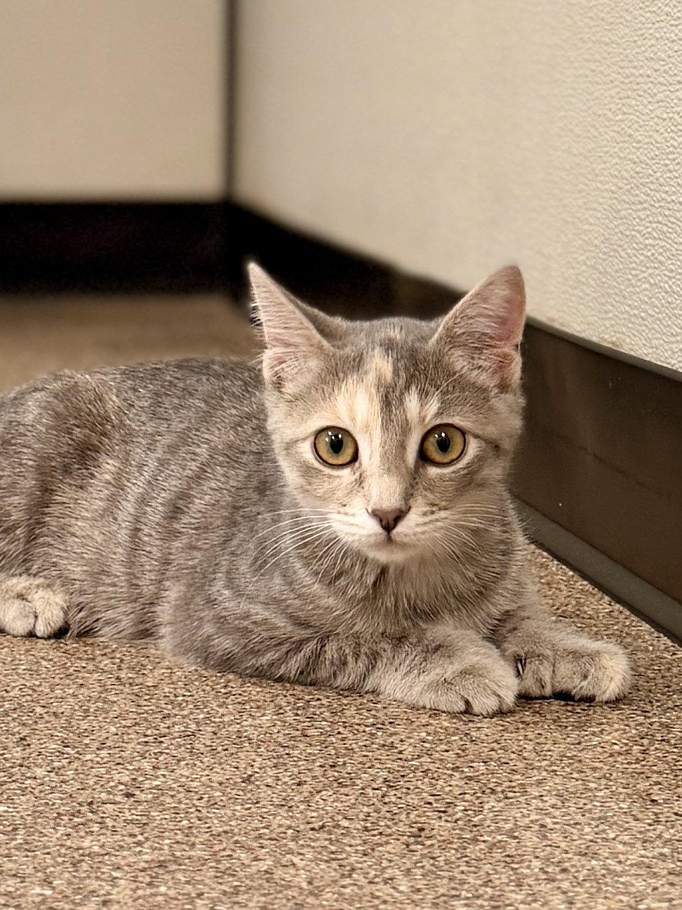 Nixie, Adoptable, Kitten Female Domestic Short Hair.