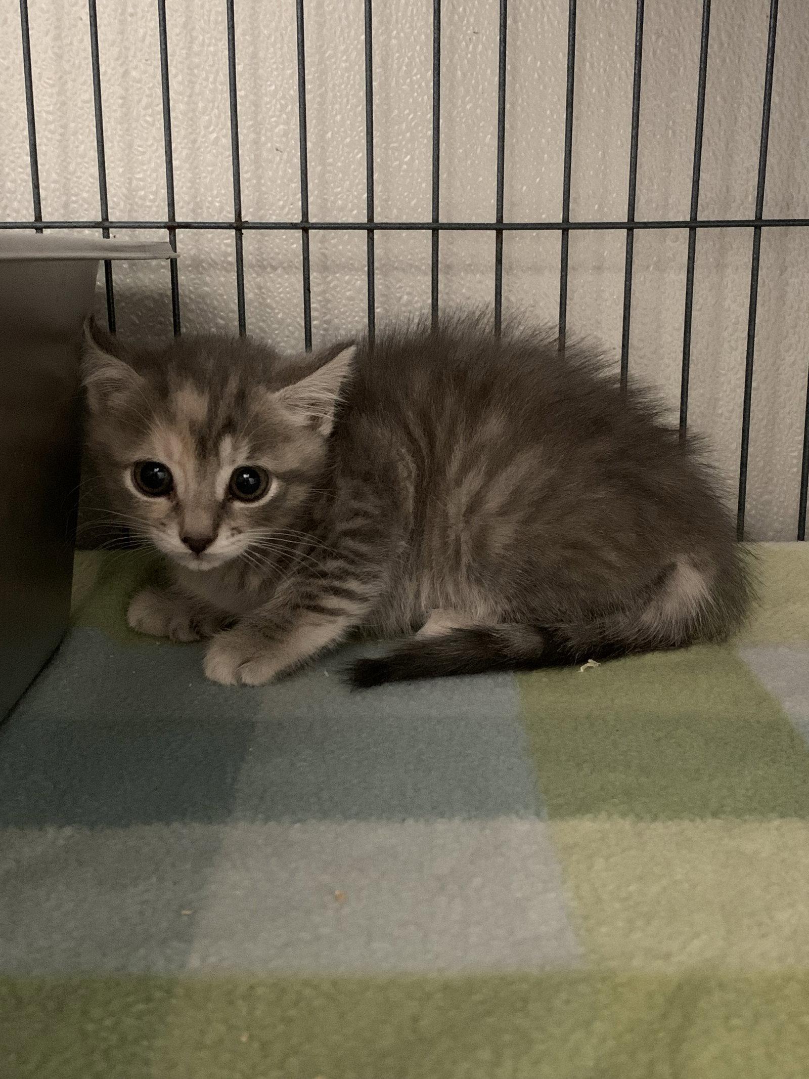 Enlarge Nixie, a Adoptable Domestic Short Hair in Sanford, FL image 1/1
