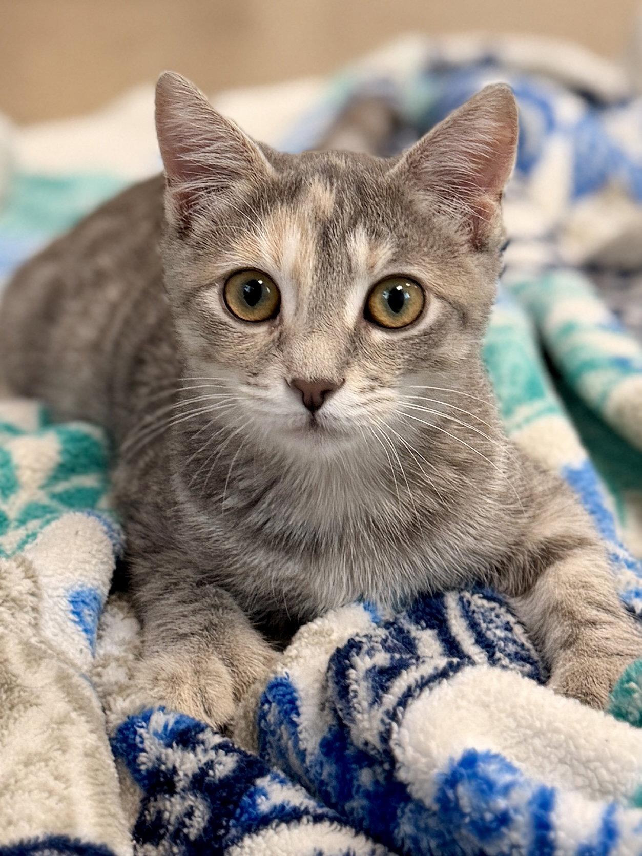 Enlarge Nixie, a Adoptable Domestic Short Hair in Sanford, FL image 3/3