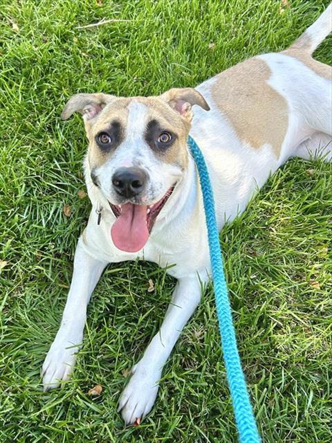 Enlarge LADY, a Adoptable mixed breed in Sacramento, CA image 1/1
