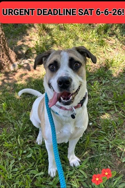 LADY, Adoptable, Young Female Anatolian Shepherd & Pit Bull Terrier.
