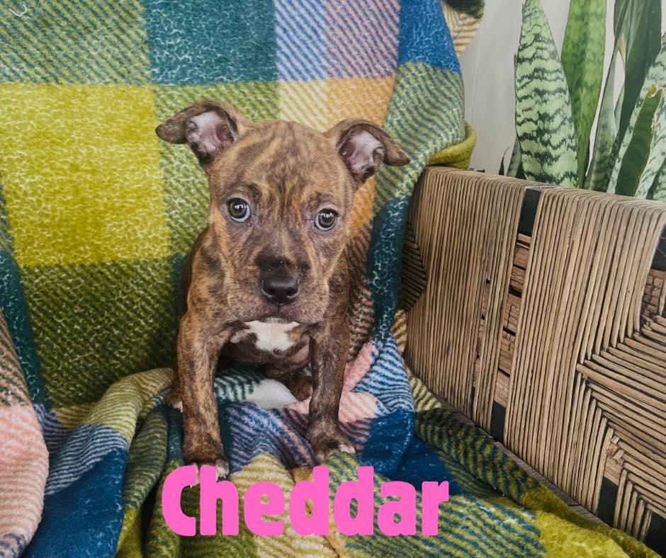 Cheddar, ADOPTABLE, Puppy Female Pit Bull Terrier.