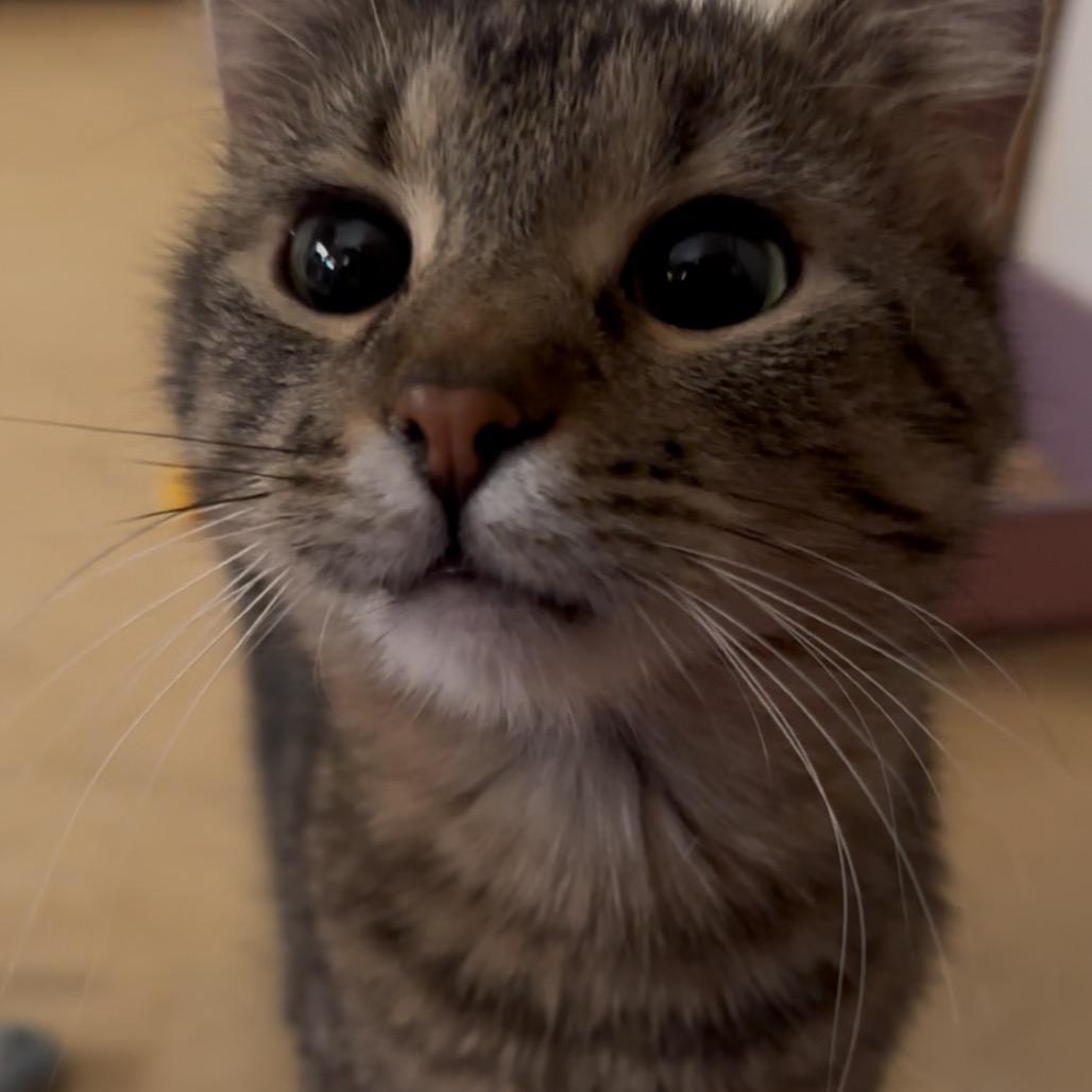 Honey, Adoptable, Young Female Domestic Short Hair.