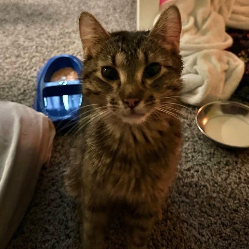 Enlarge Honey, a Adoptable Domestic Short Hair in Galesburg, IL image 2/6