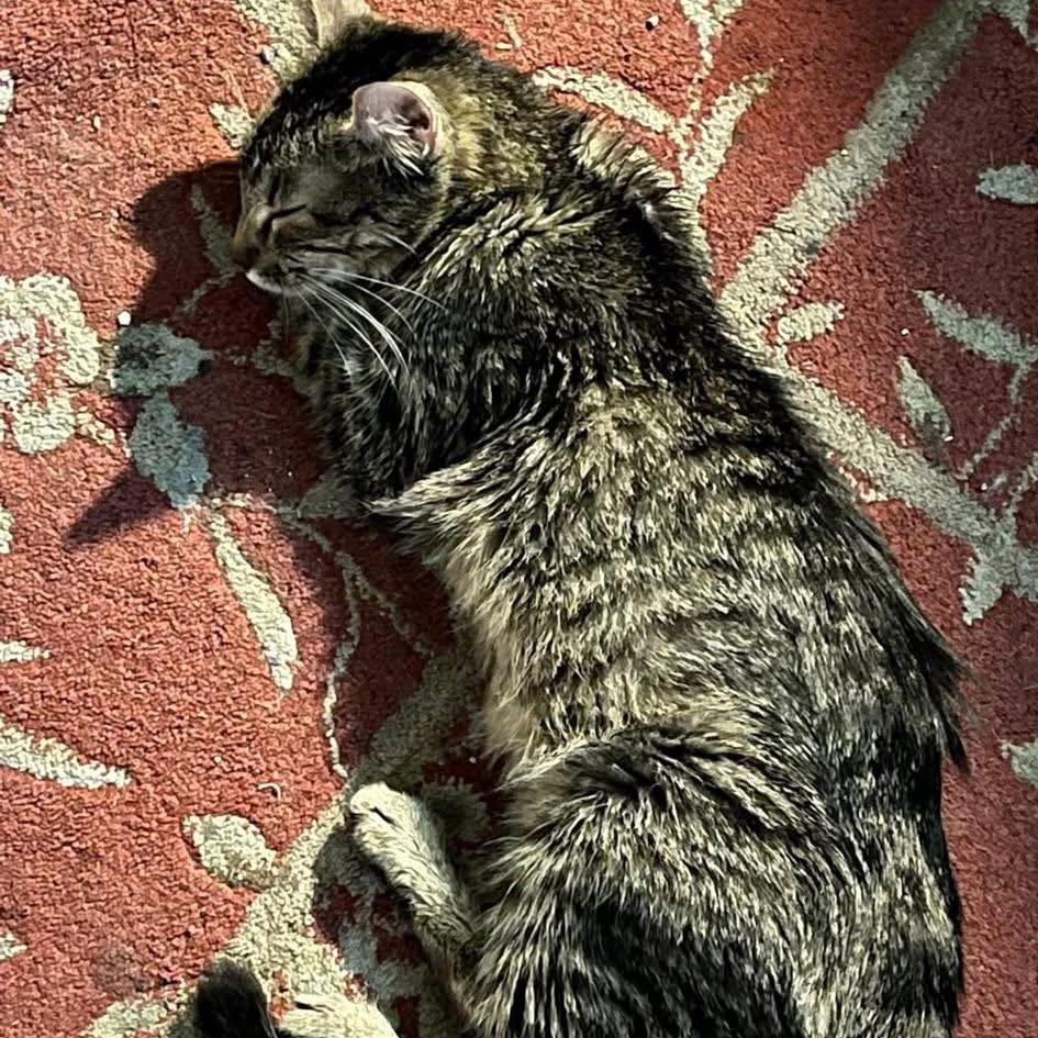 Enlarge Honey, a Adoptable Domestic Short Hair in Galesburg, IL image 3/6