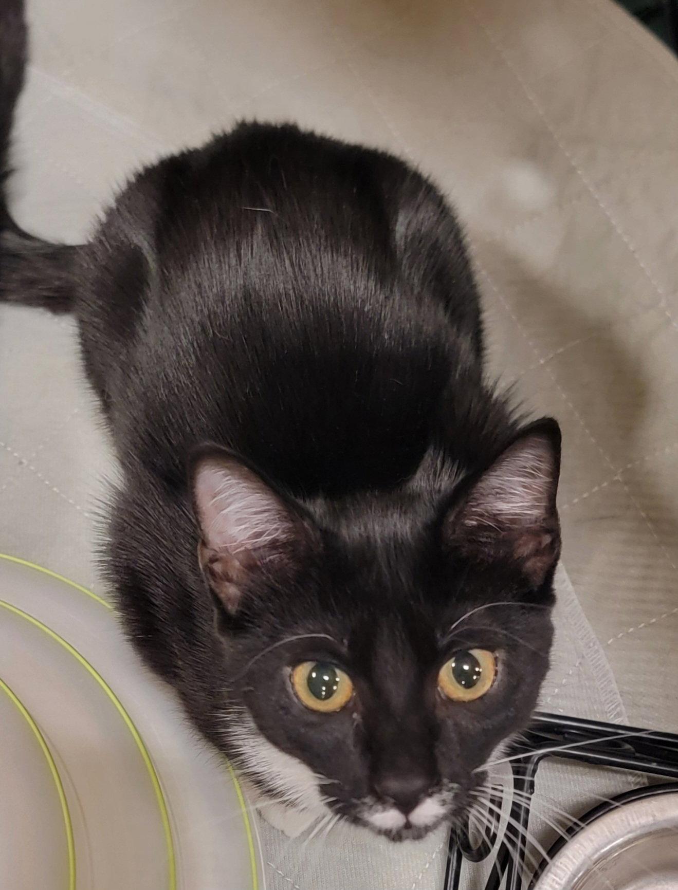 Juniper, Adoptable, Young Female Domestic Short Hair.