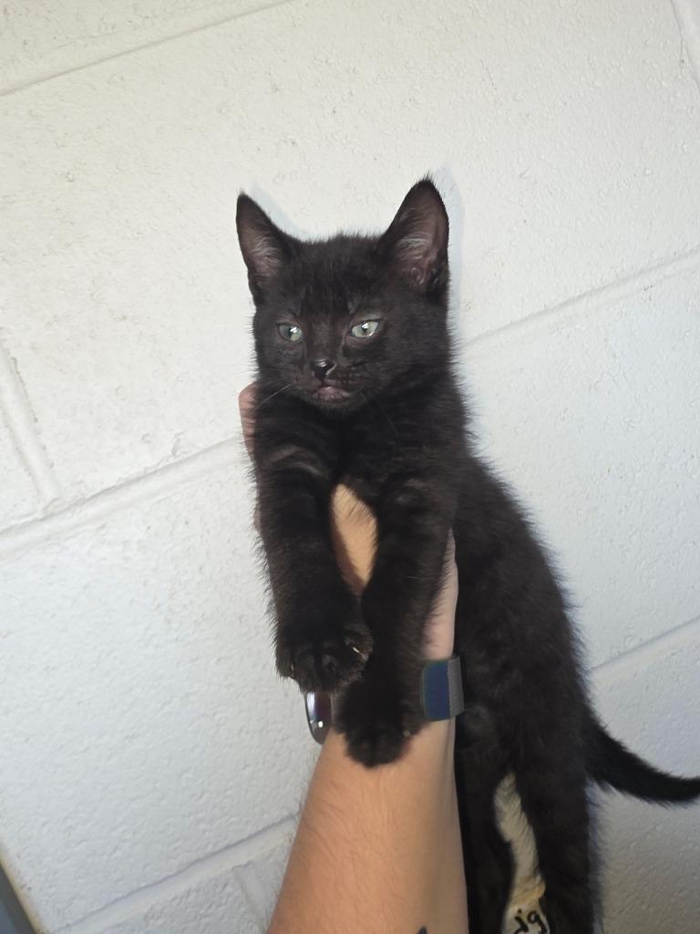 Sage, Adoptable, Kitten Male Domestic Long Hair.