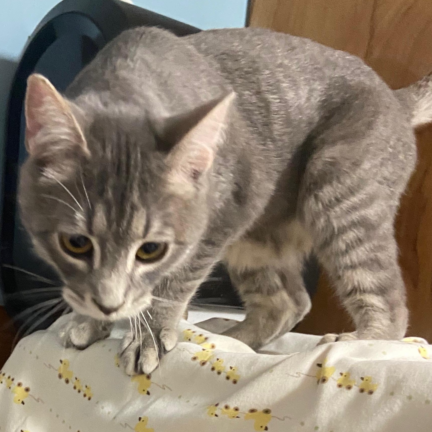 Stewy, a ADOPTABLE mixed breed in Andover, MN image 1/2