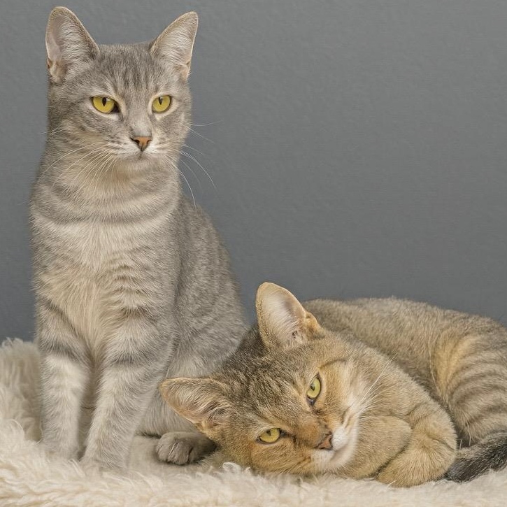 Stewy, ADOPTABLE, Young Male Tabby & Russian Blue.