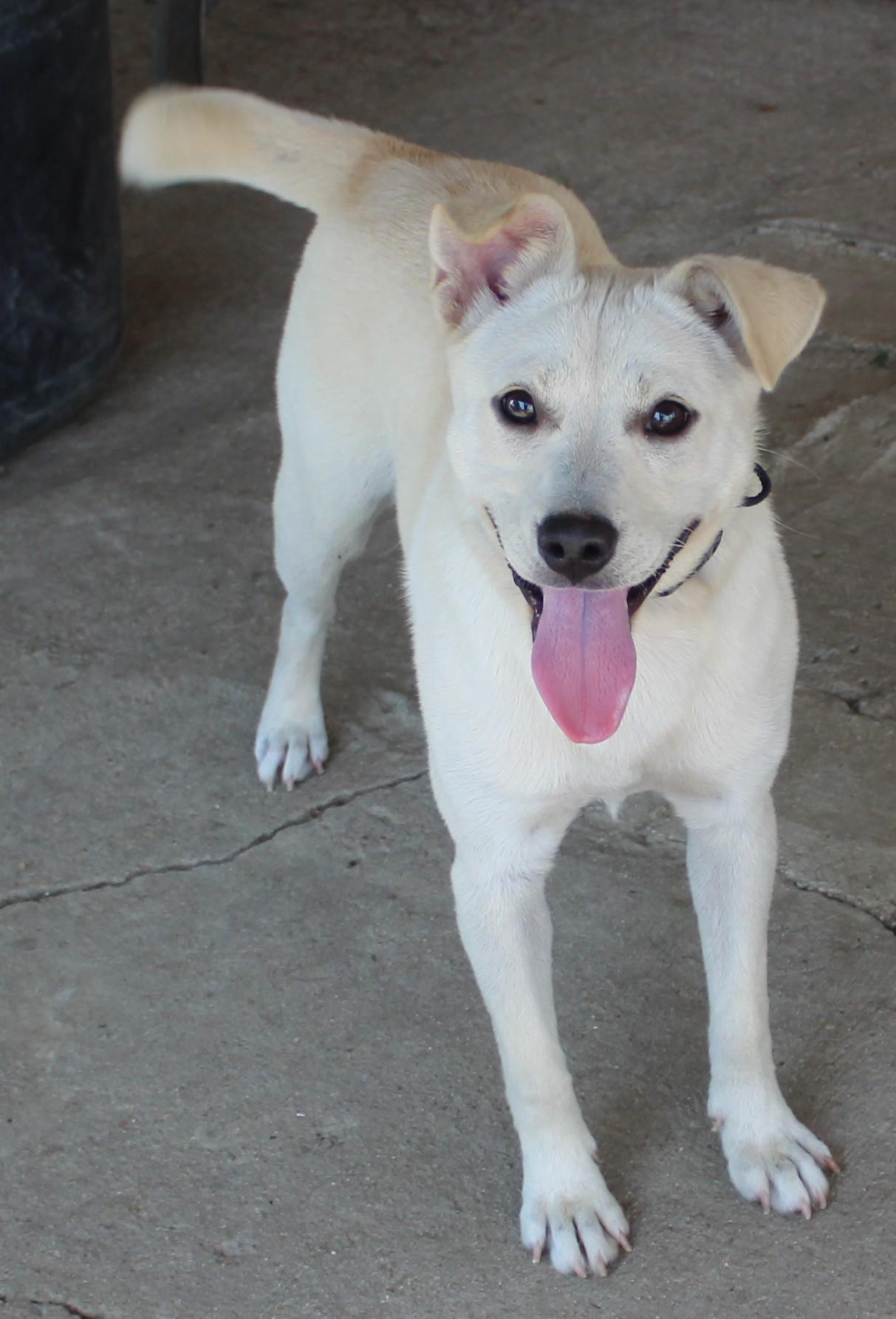 Blondie, an adopted mixed breed in Huron, SD image 4/4