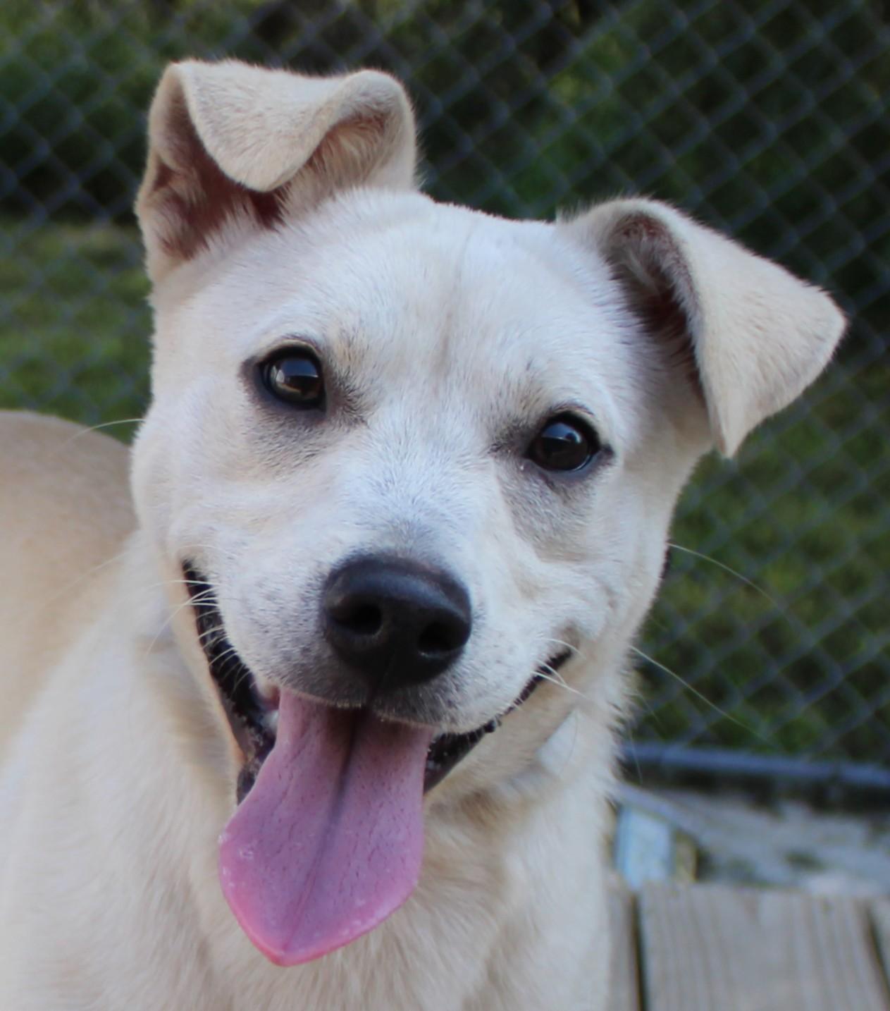 Blondie, an adopted mixed breed in Huron, SD image 3/4