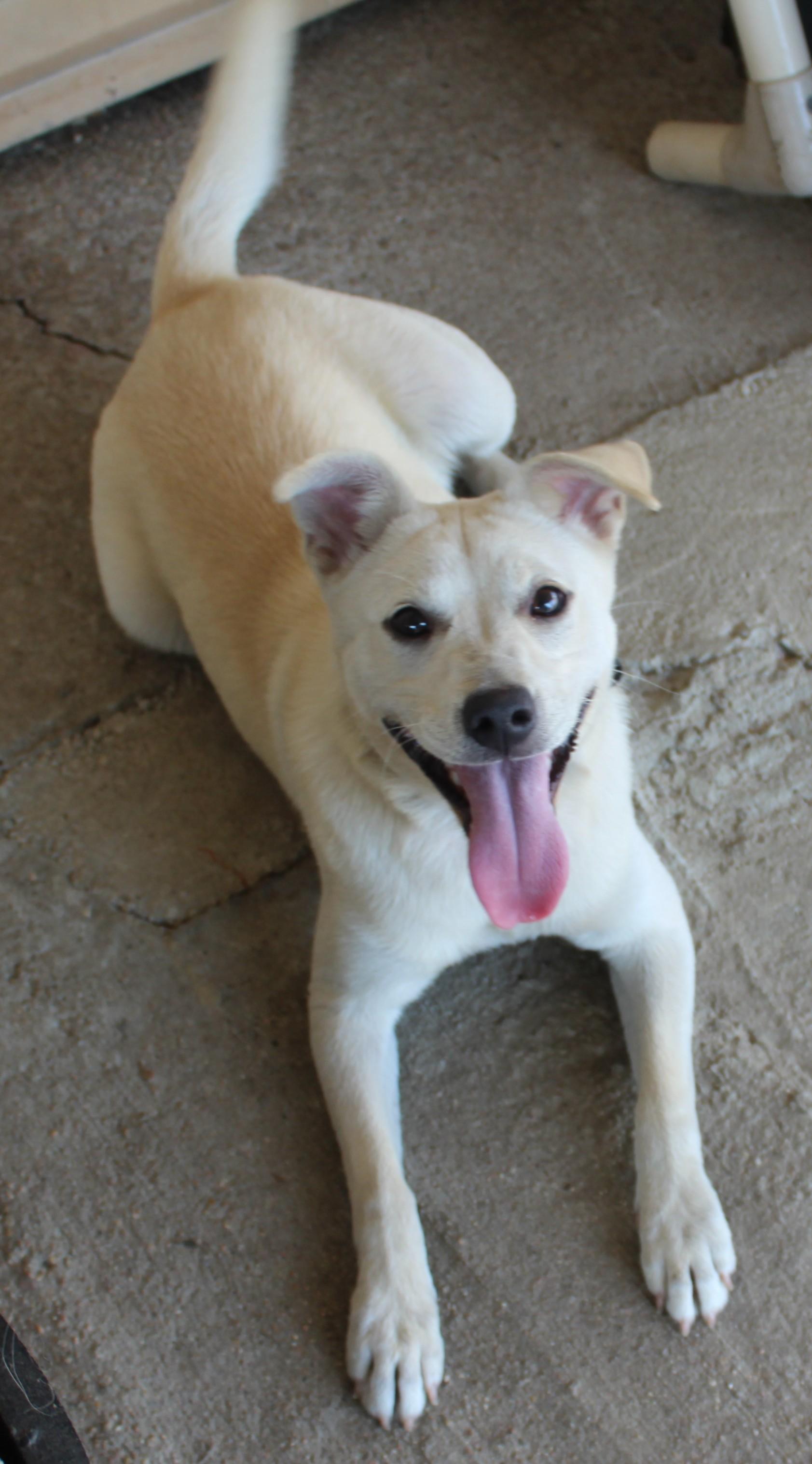 Blondie, an adopted mixed breed in Huron, SD image 2/4