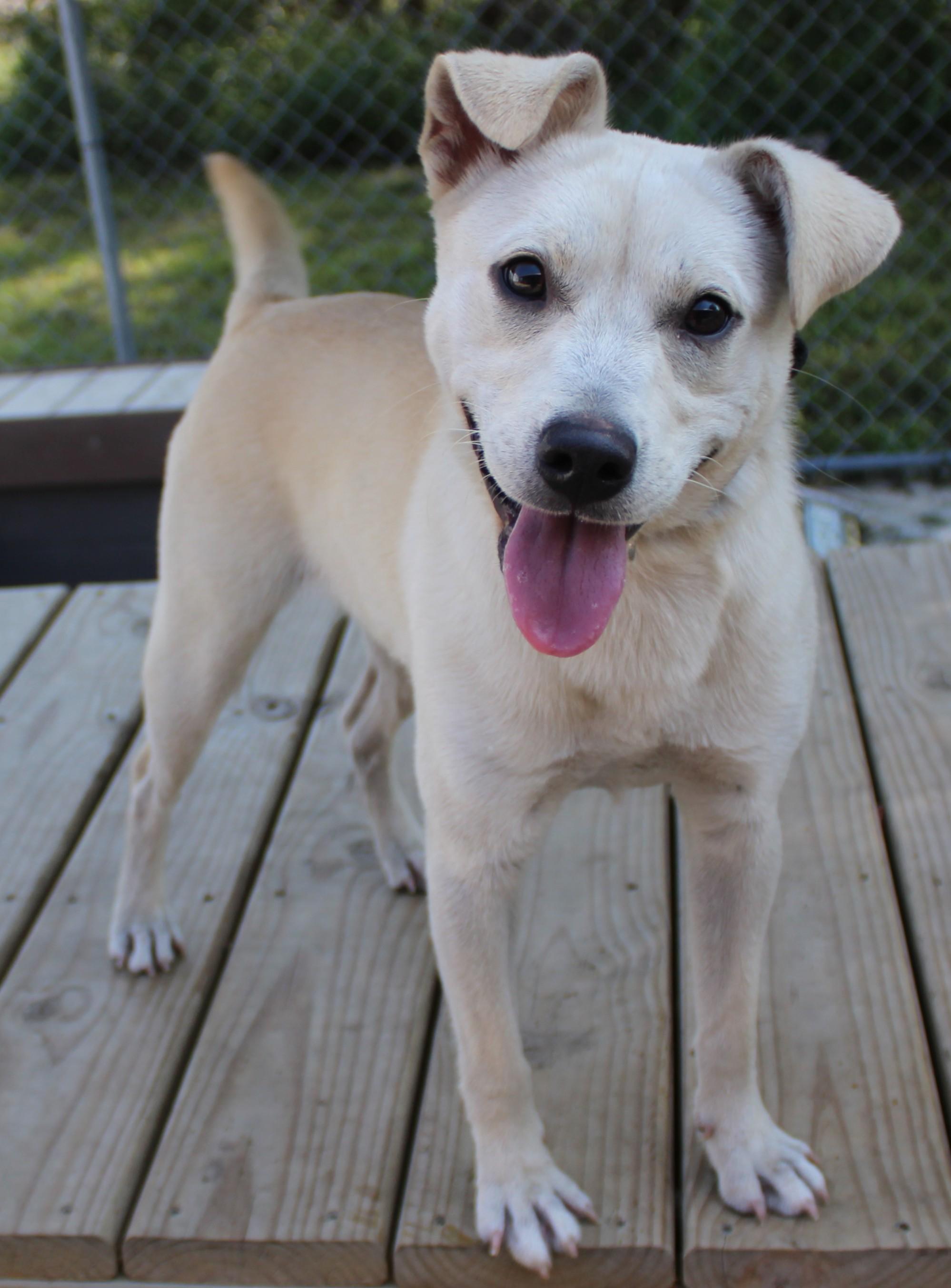 Blondie, adopted, Adult Female Rat Terrier.