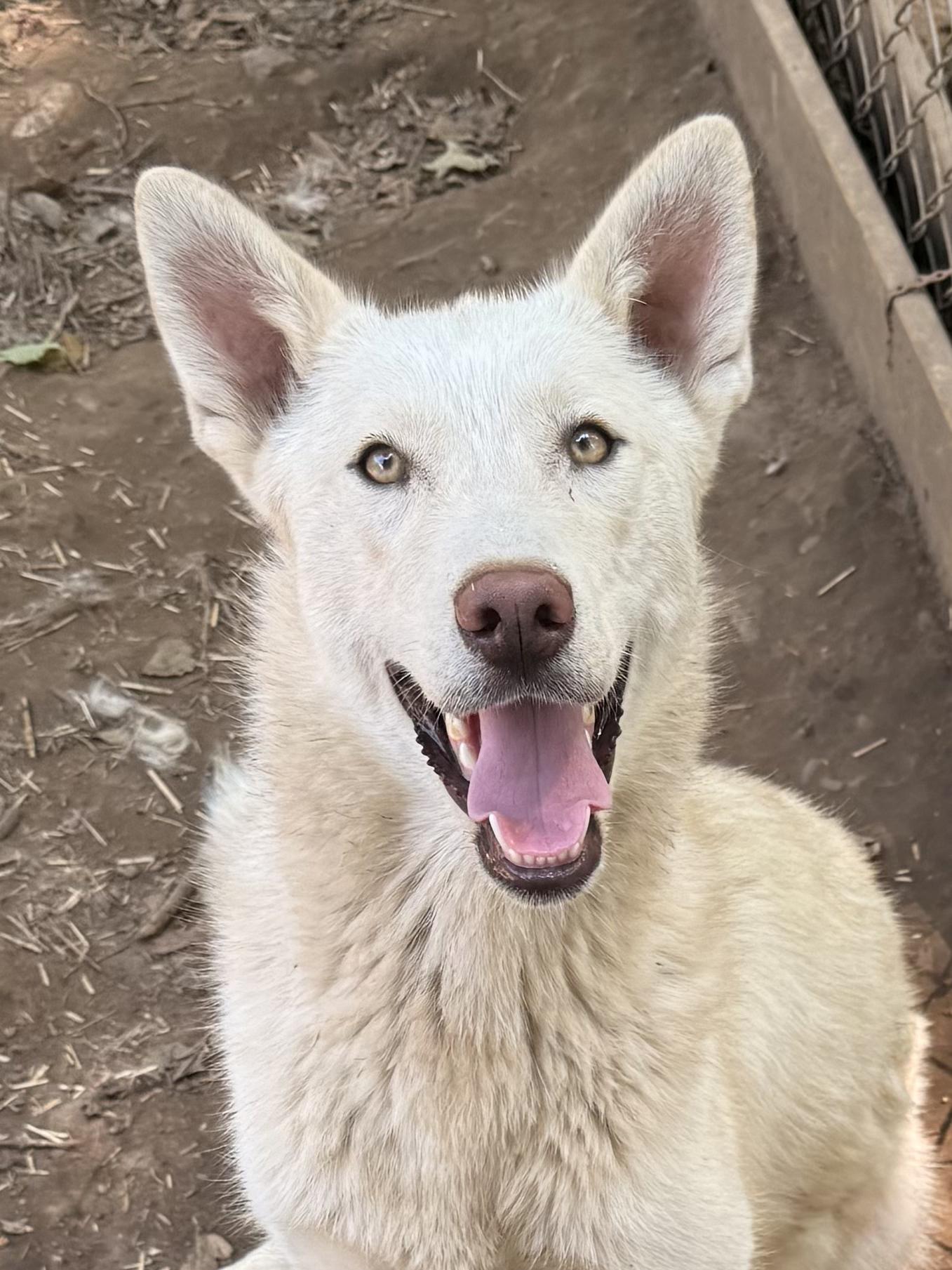 Jasper, an adoptable Husky, White German Shepherd in Addison, ON, K0E 1A0 | Photo Image 1