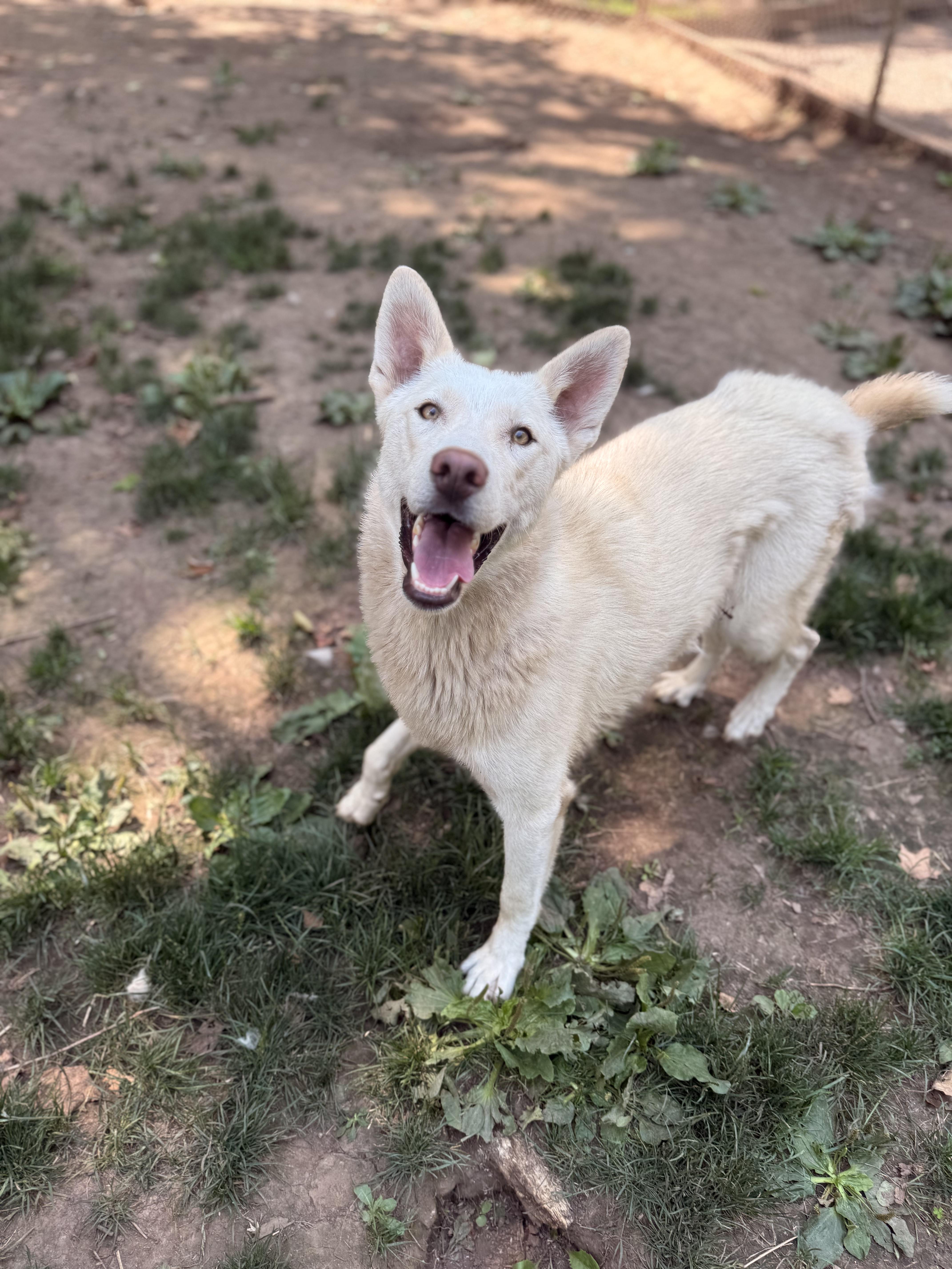 Jasper, Adoptable, Young Female Husky & White German Shepherd.