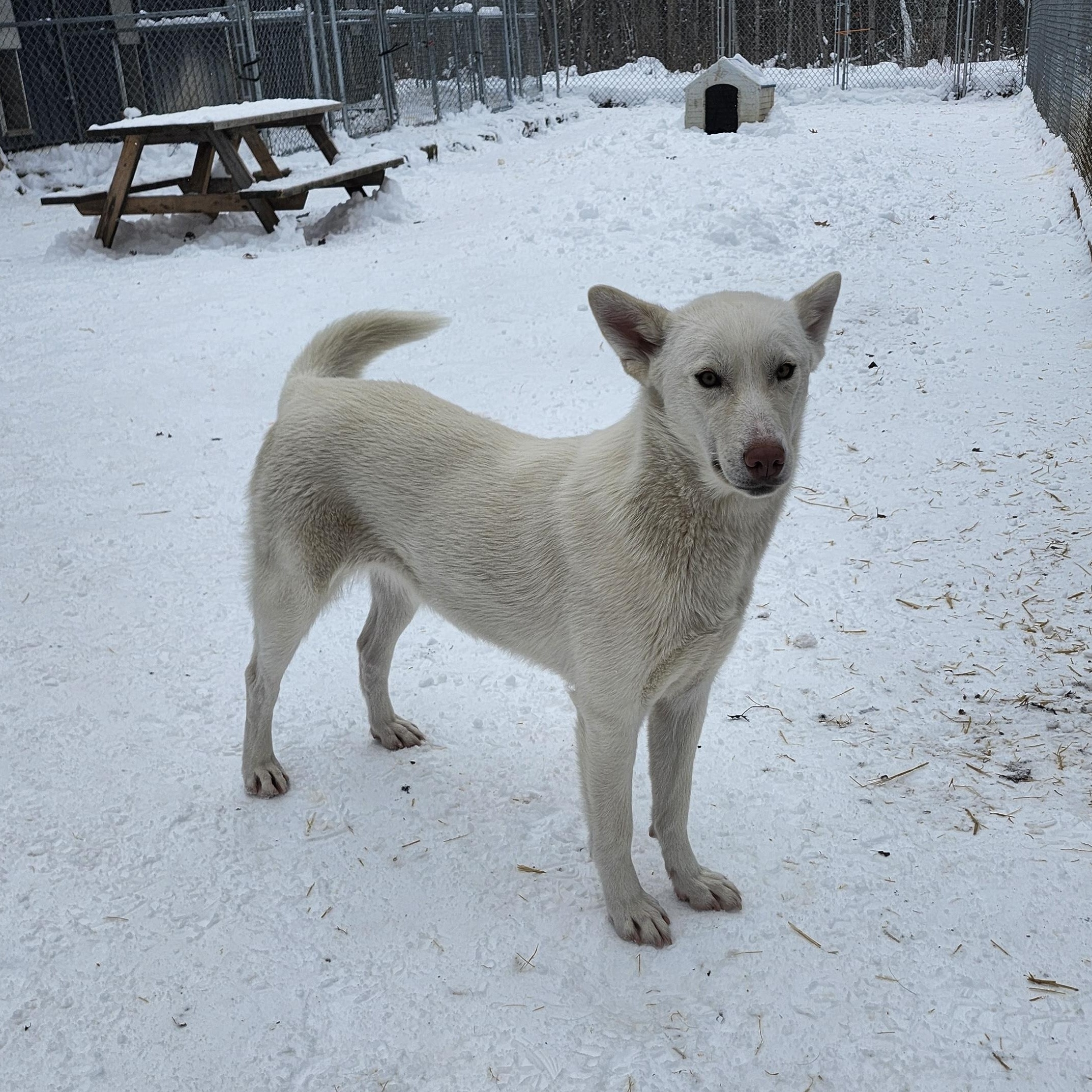 Enlarge Jasper, a Adoptable White German Shepherd in Addison, ON image 2/6