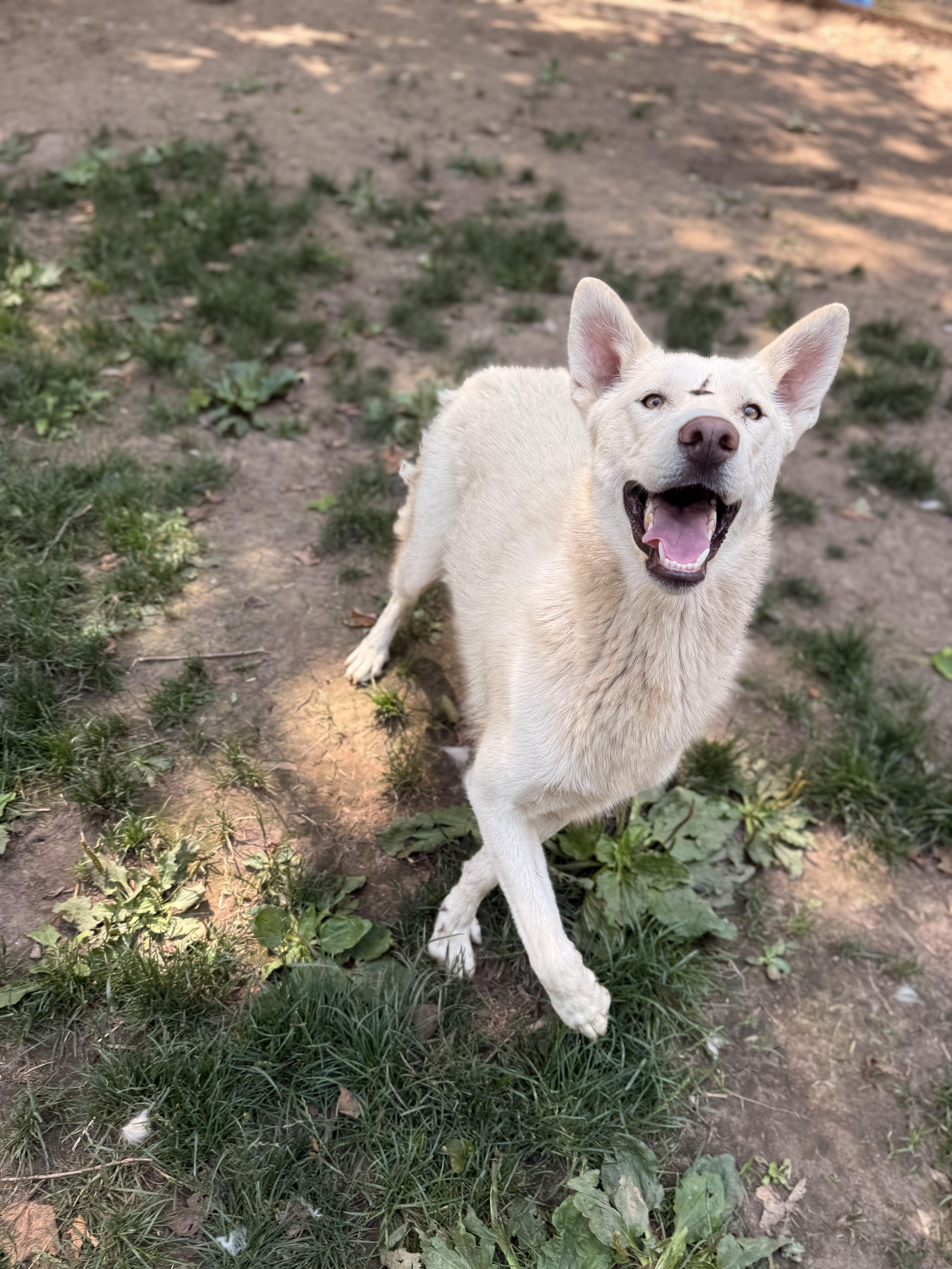 Jasper, an adoptable Husky, White German Shepherd in Addison, ON, K0E 1A0 | Photo Image 6