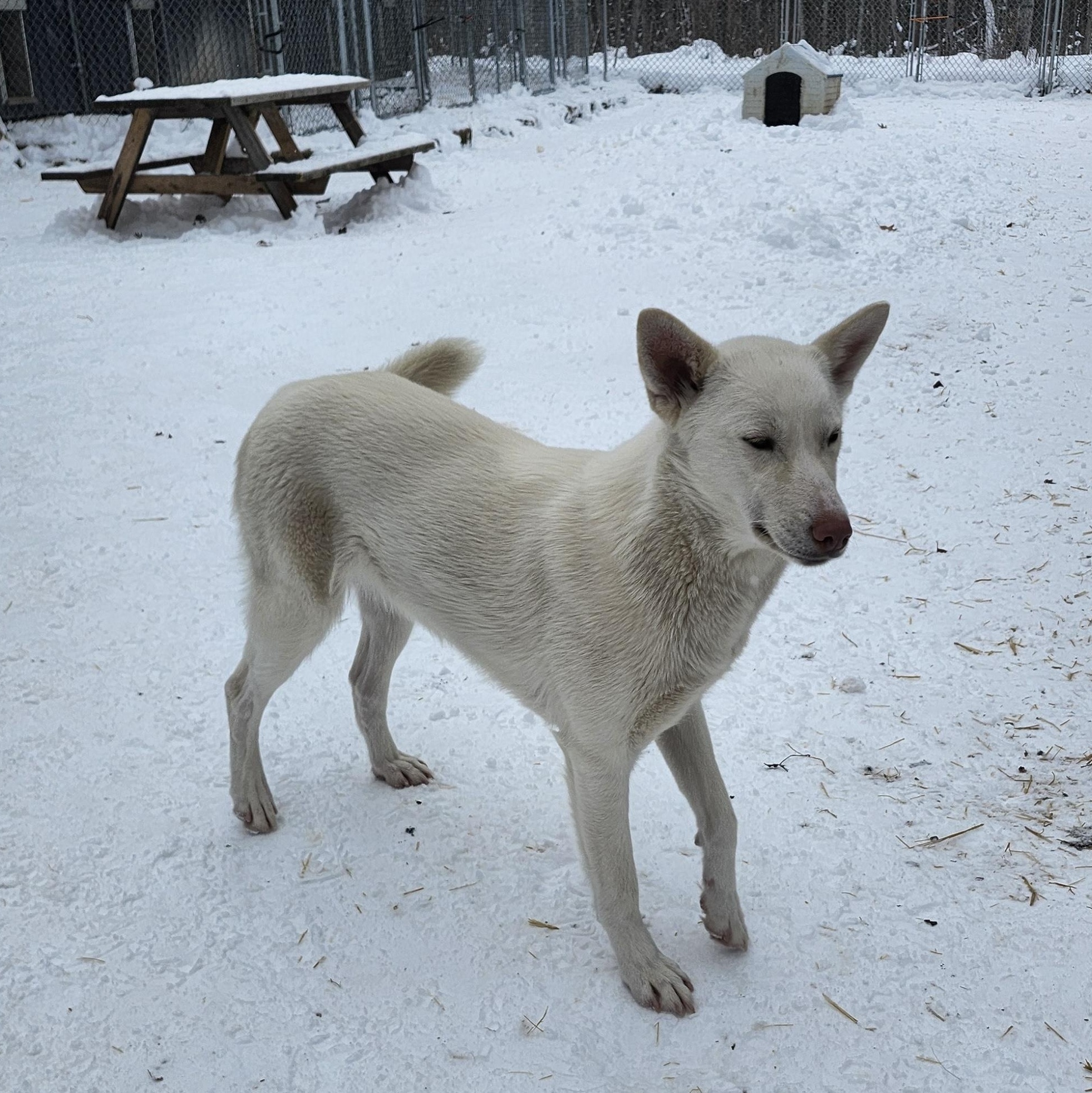 Enlarge Jasper, a Adoptable White German Shepherd in Addison, ON image 6/6