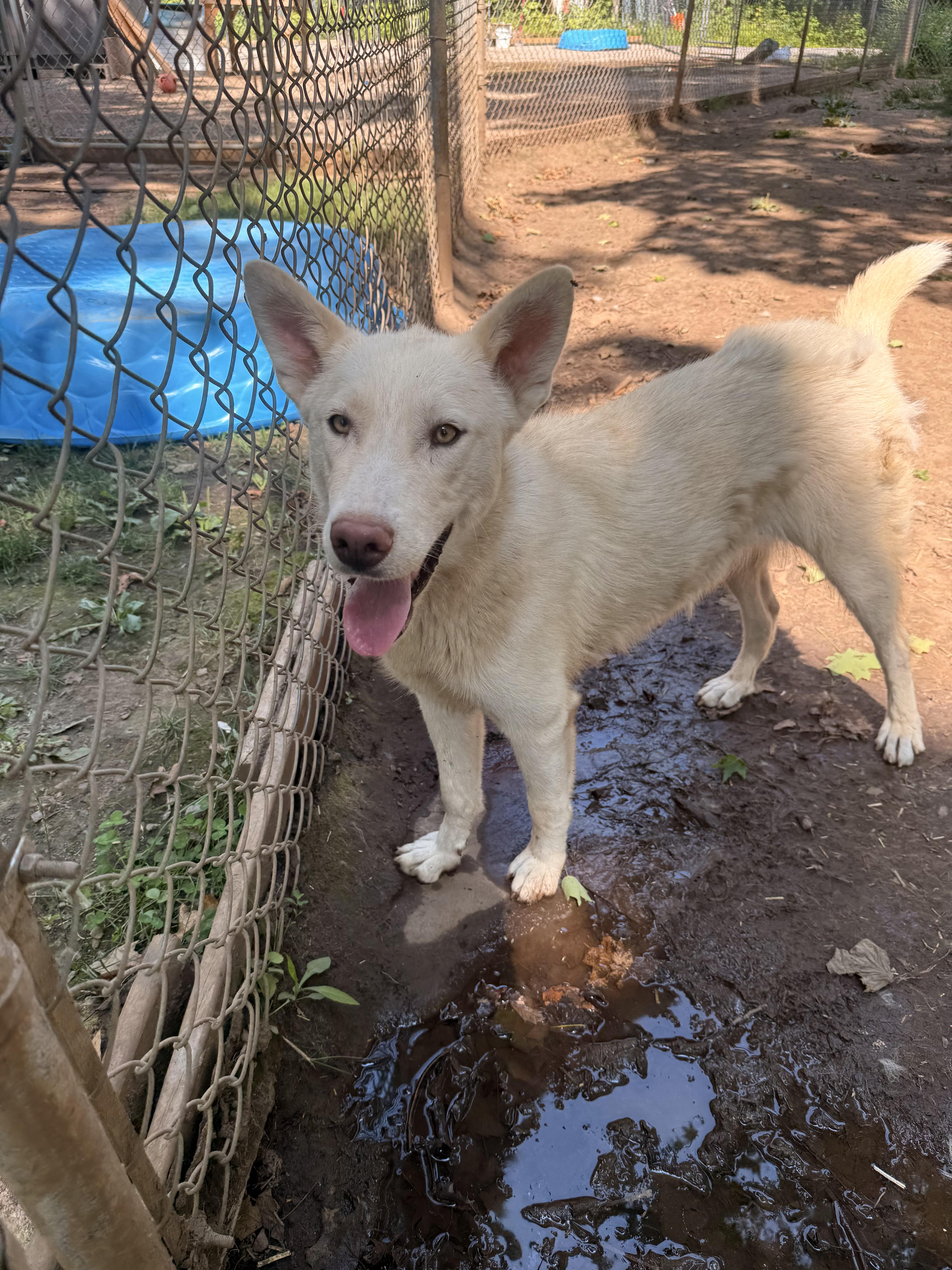 Jasper, an adoptable Husky, White German Shepherd in Addison, ON, K0E 1A0 | Photo Image 5