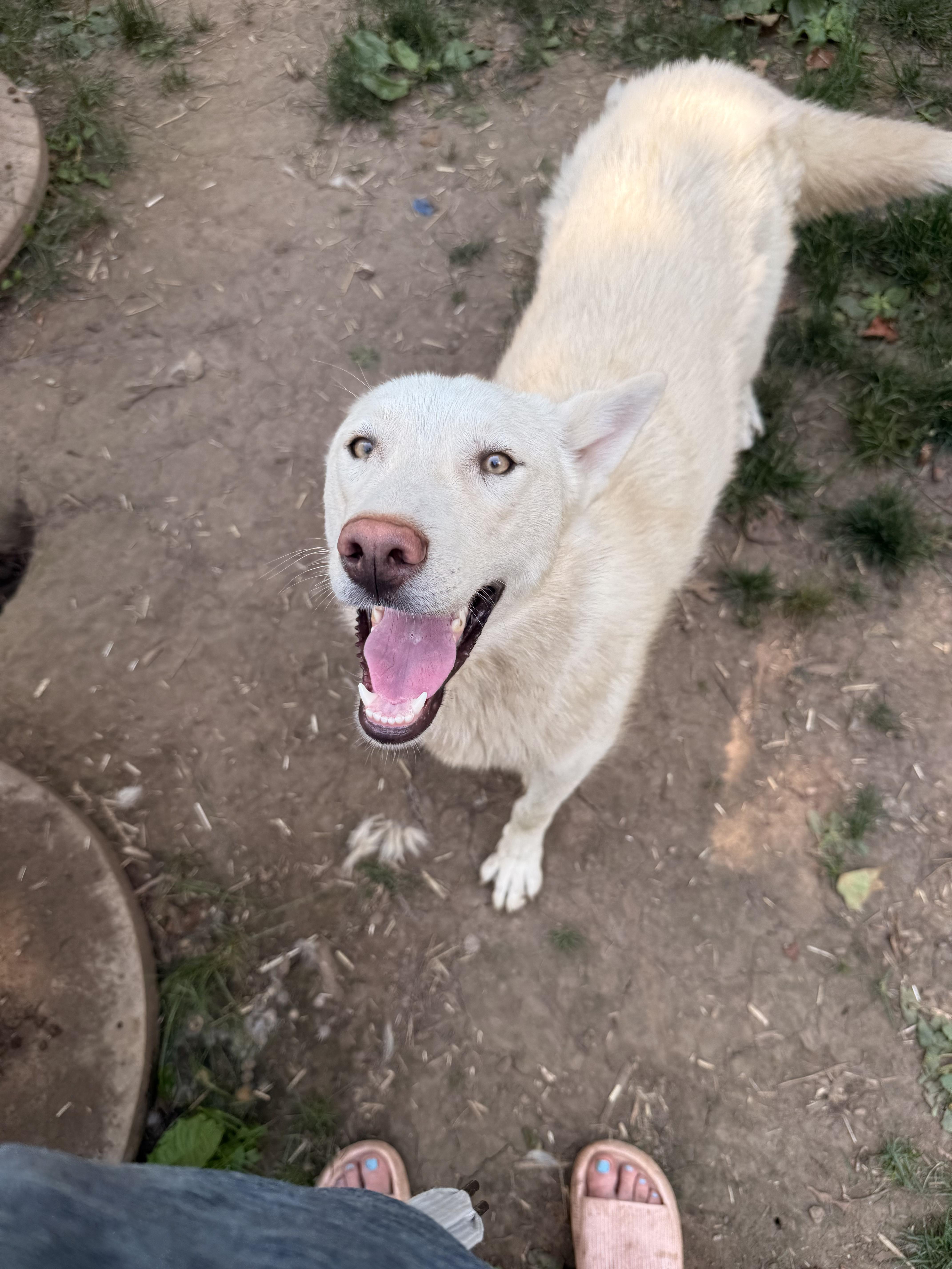 Jasper, an adoptable Husky, White German Shepherd in Addison, ON, K0E 1A0 | Photo Image 2