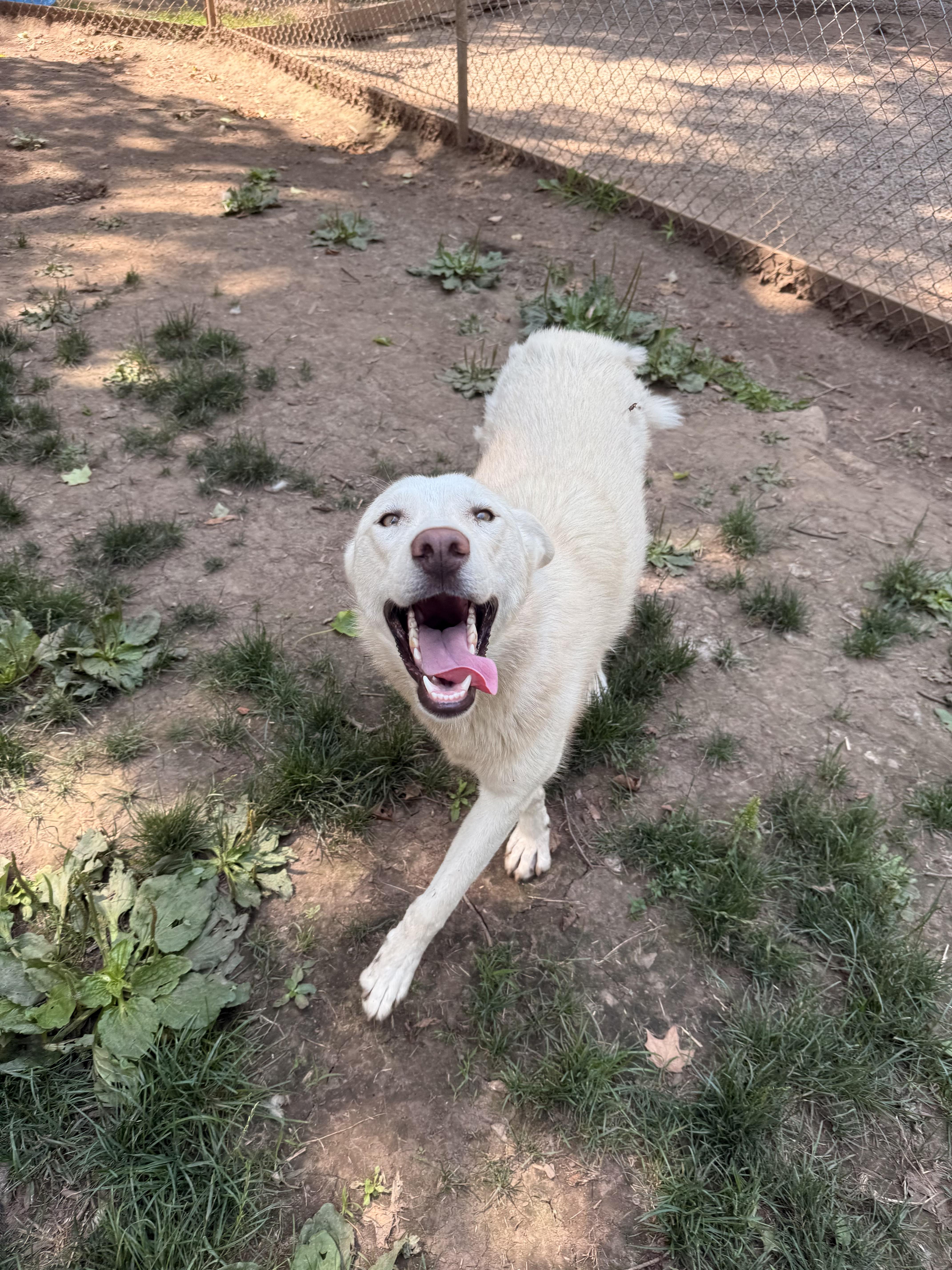 Jasper, an adoptable Husky, White German Shepherd in Addison, ON, K0E 1A0 | Photo Image 3