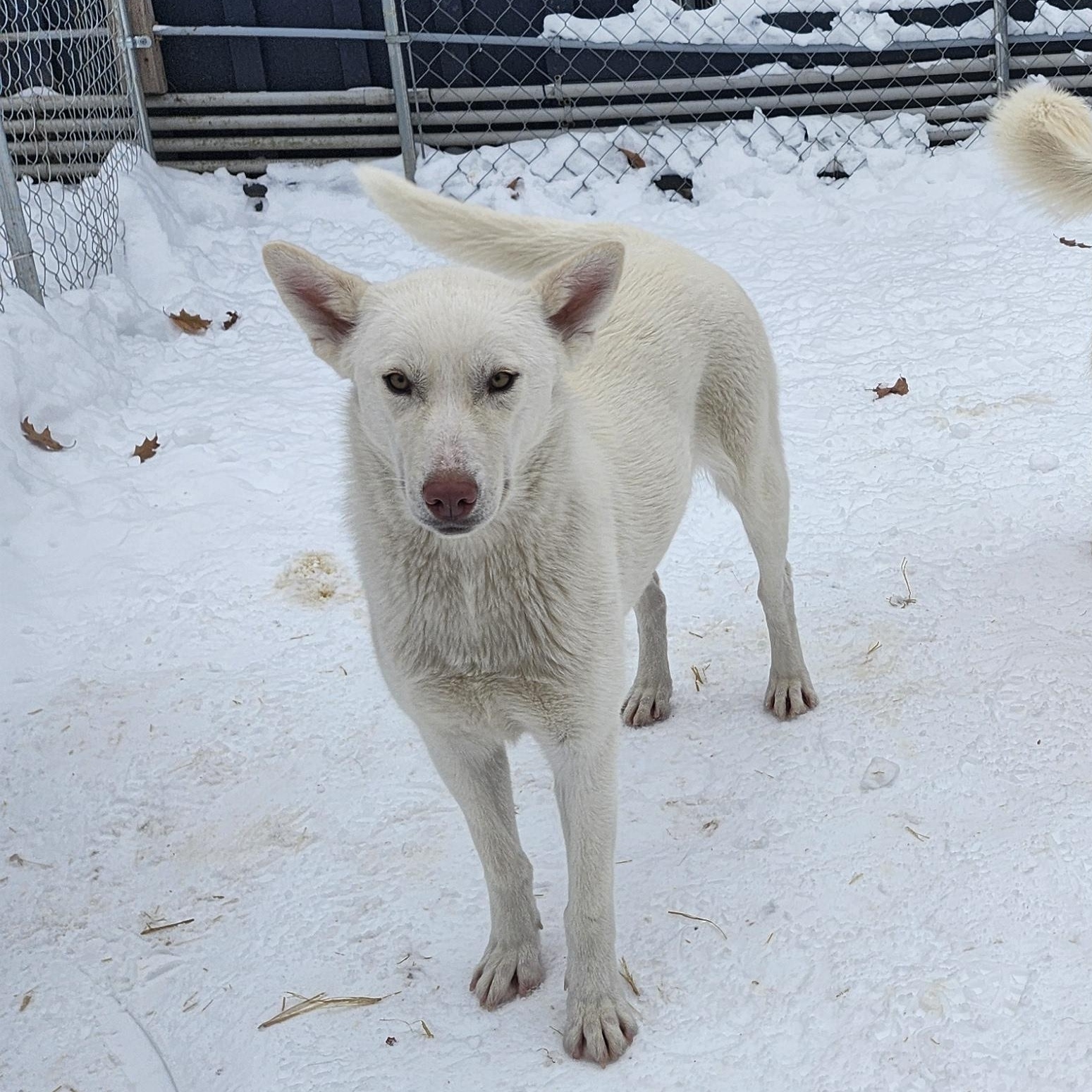 Enlarge Jasper, a Adoptable White German Shepherd in Addison, ON image 4/6
