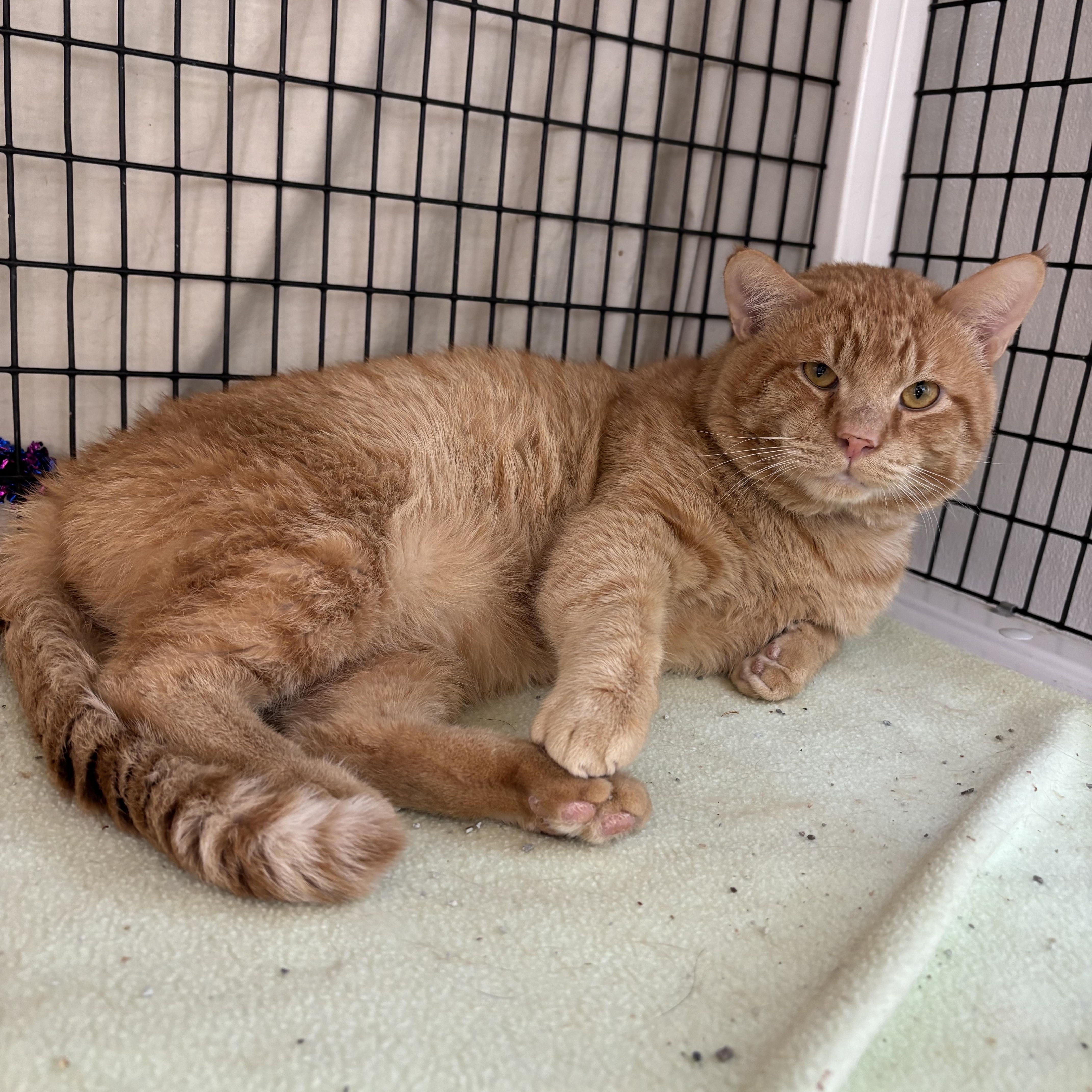 Jules, an adoptable Domestic Short Hair in Torrington, WY, 82240 | Photo Image 2