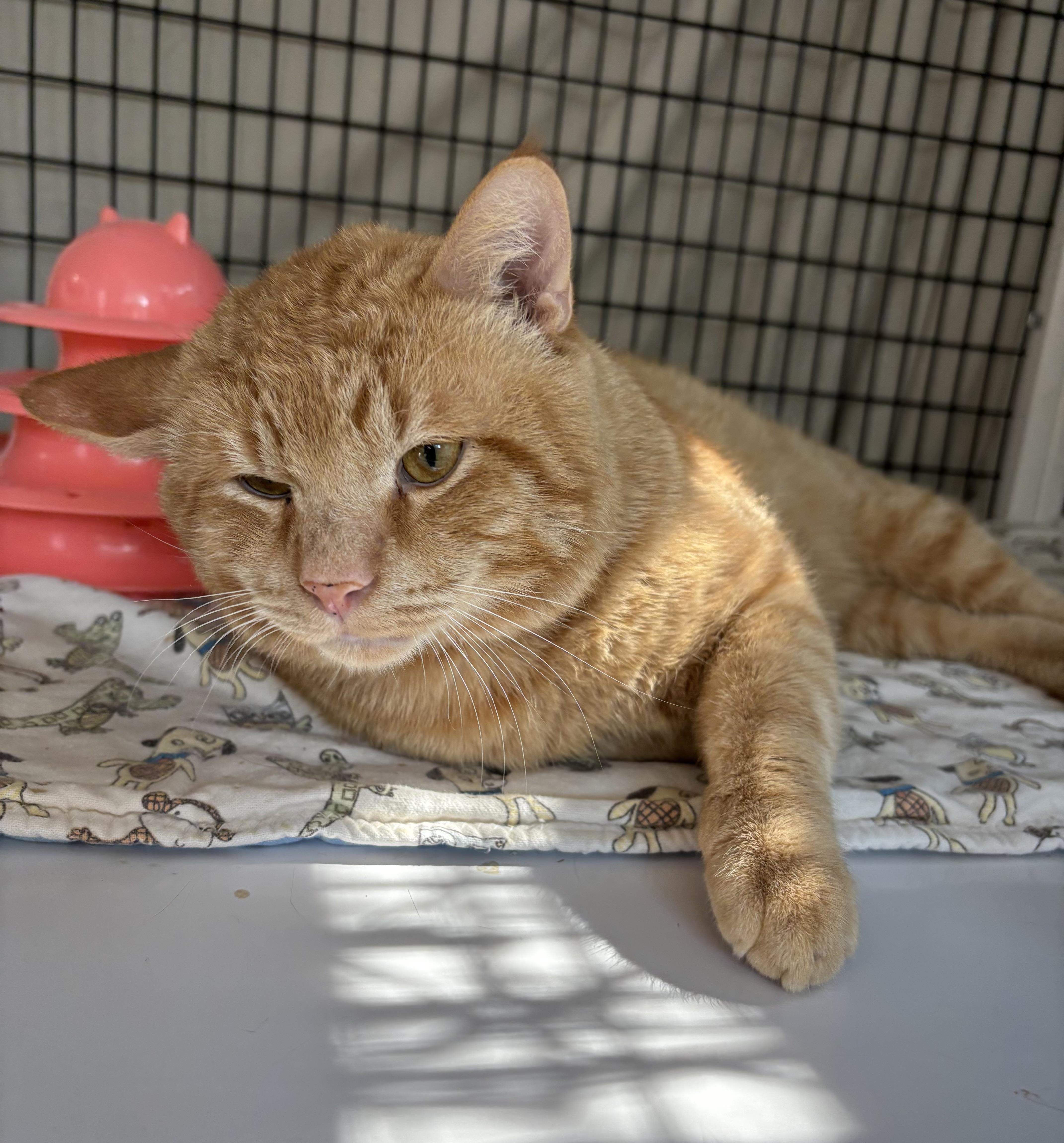 Jules, an adoptable Domestic Short Hair in Torrington, WY, 82240 | Photo Image 1