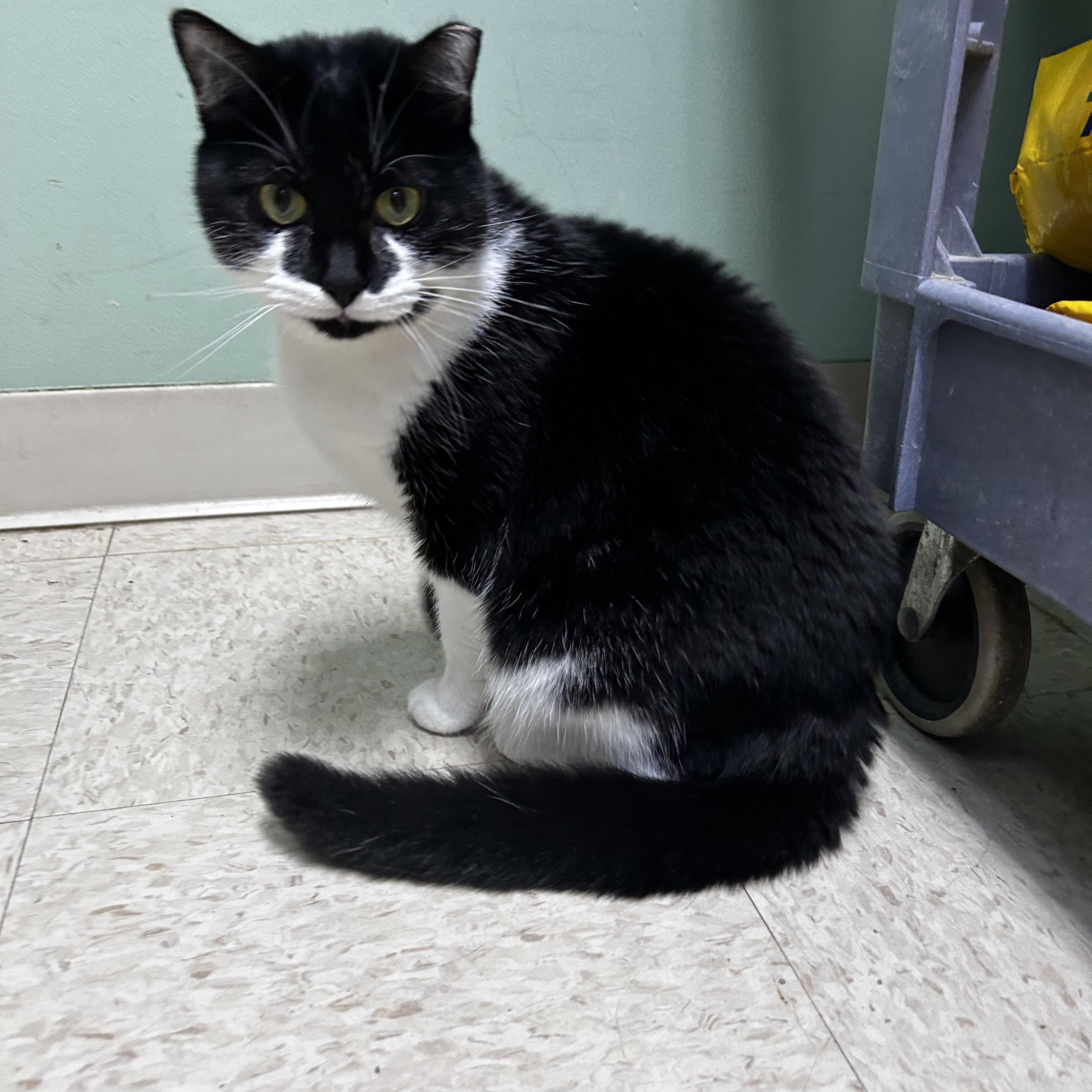 Enlarge Lulu, a Adoptable Domestic Short Hair in Greensboro, NC image 5/6