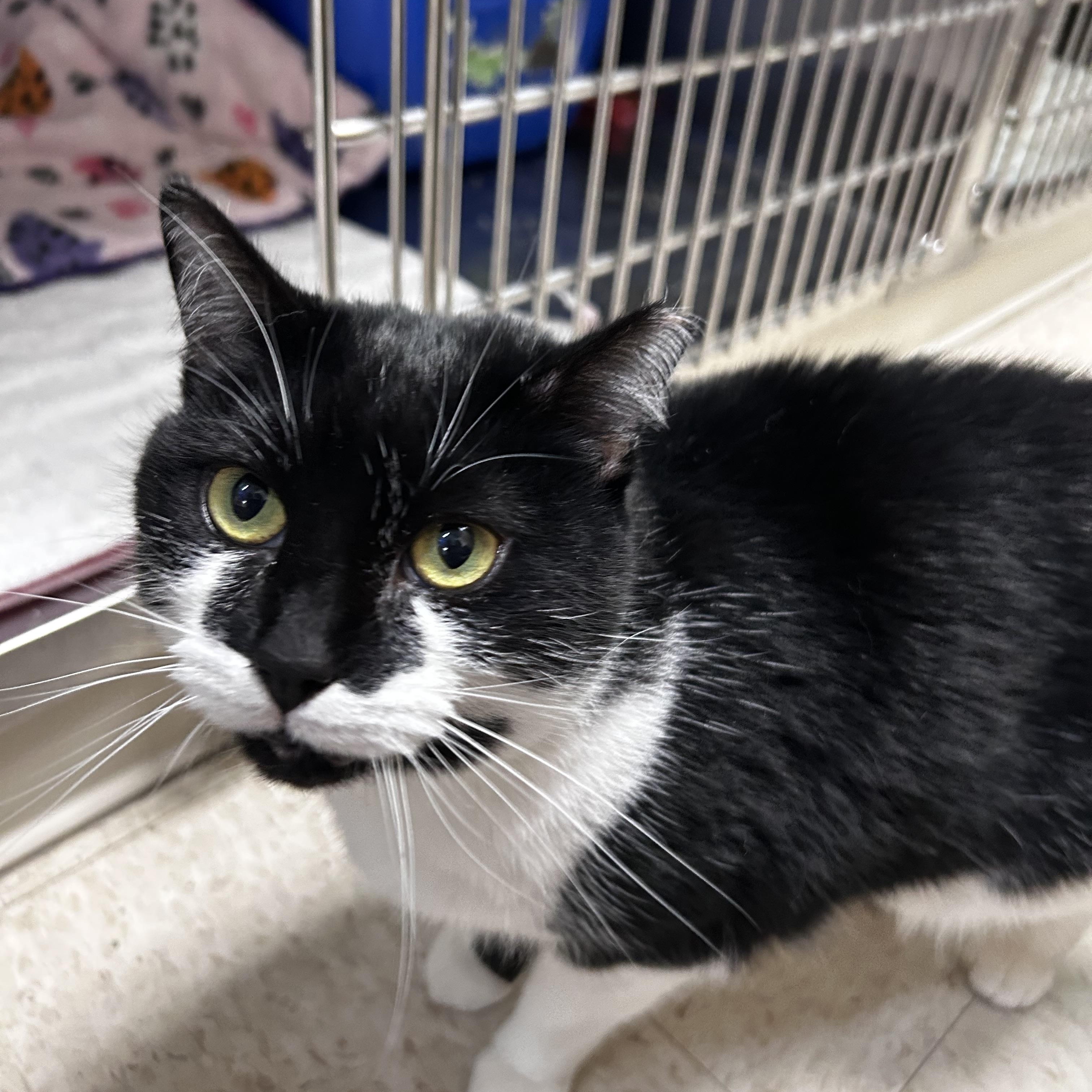 Enlarge Lulu, a Adoptable Domestic Short Hair in Greensboro, NC image 6/6