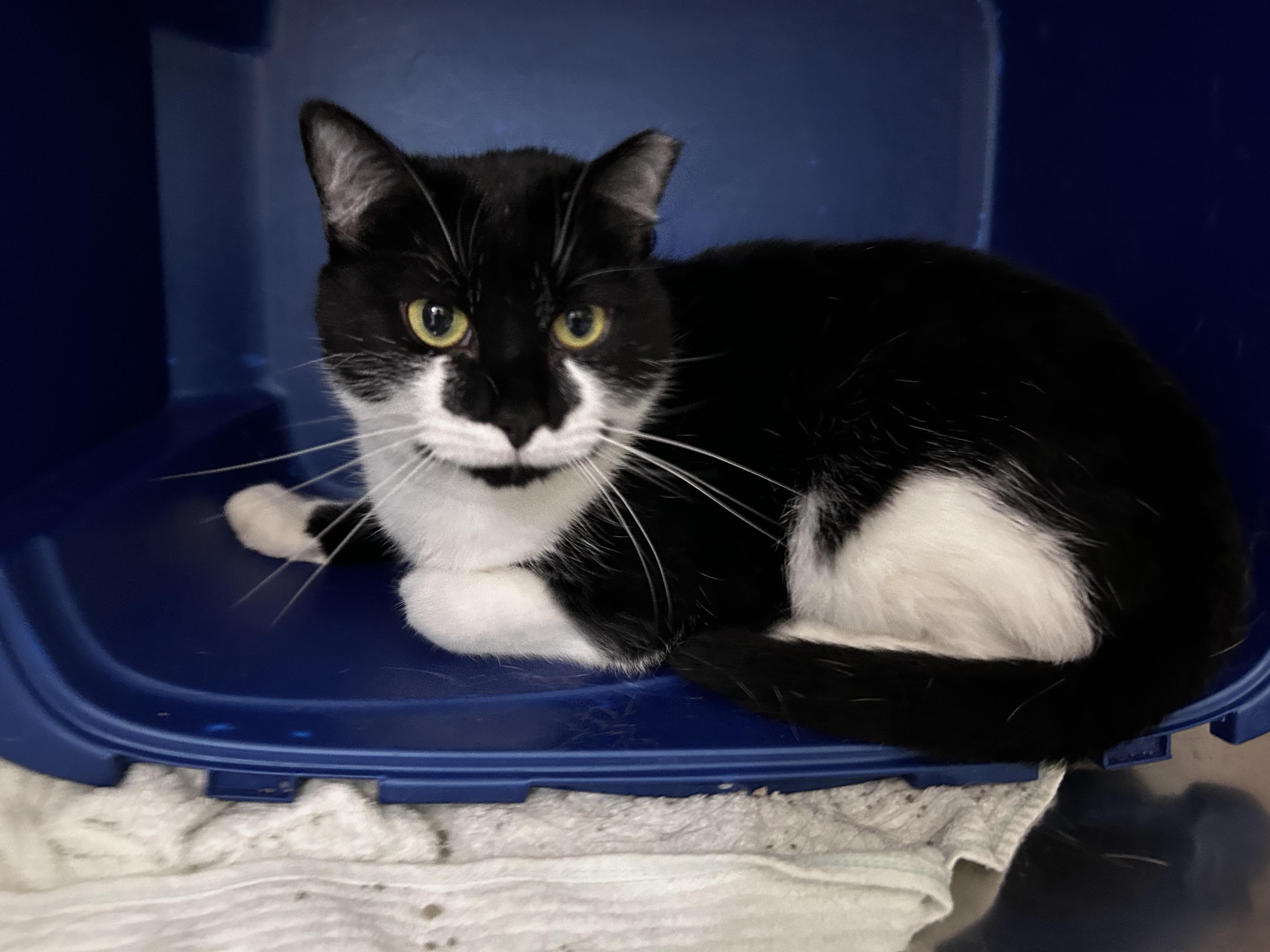 Enlarge Lulu, a Adoptable Domestic Short Hair in Greensboro, NC image 2/6