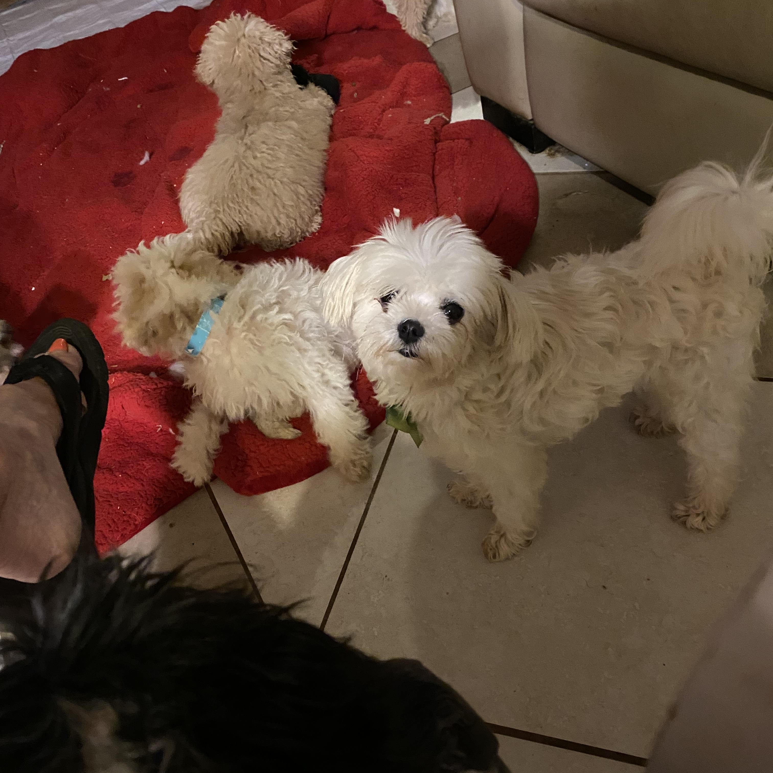 Lacy, Adoptable, Adult Female Maltese.