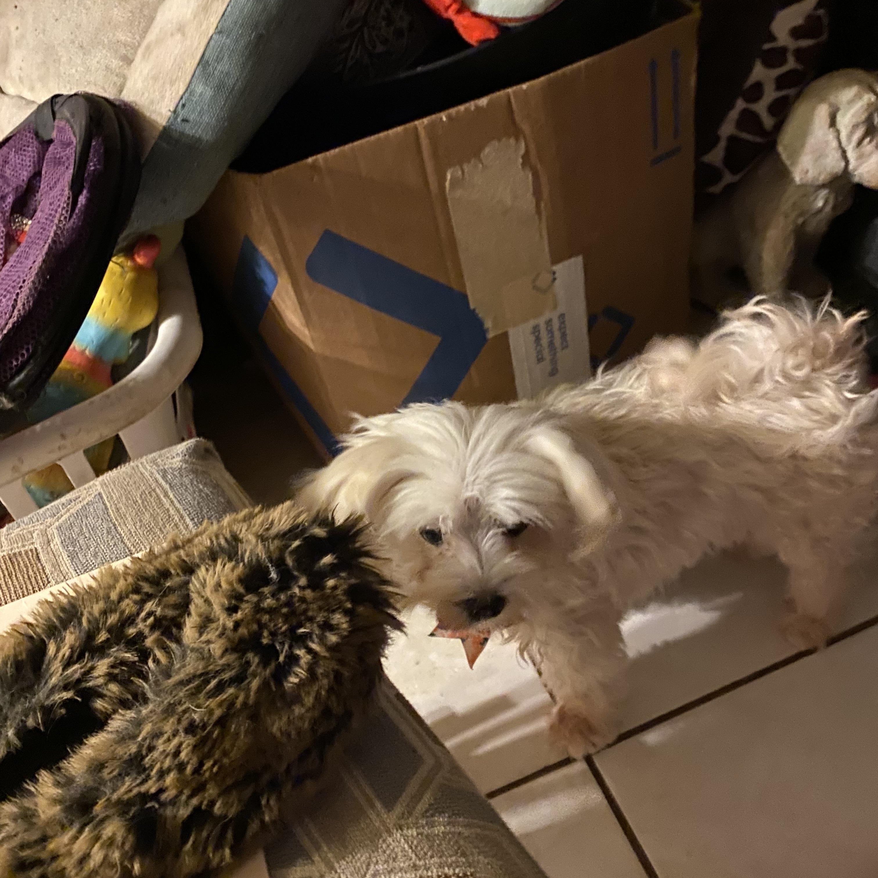 Lacy, a Adoptable Maltese in Moreno Valley, CA image 2/2