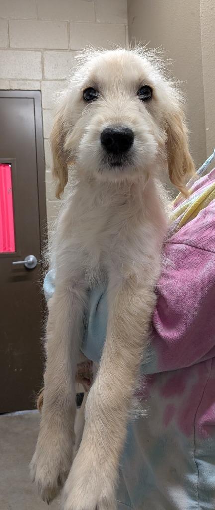 Joselyn, Adoptable, Puppy Female Labrador Retriever & Poodle.