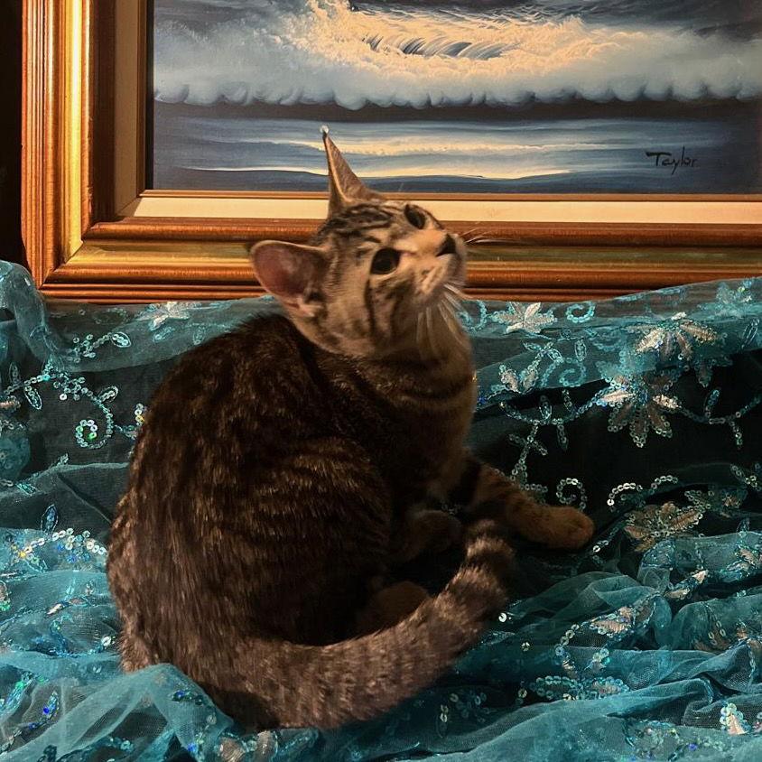 Enlarge Little Star (& Twinkle Twinkle), a Adoptable Domestic Short Hair in Castro Valley, CA image 1/3