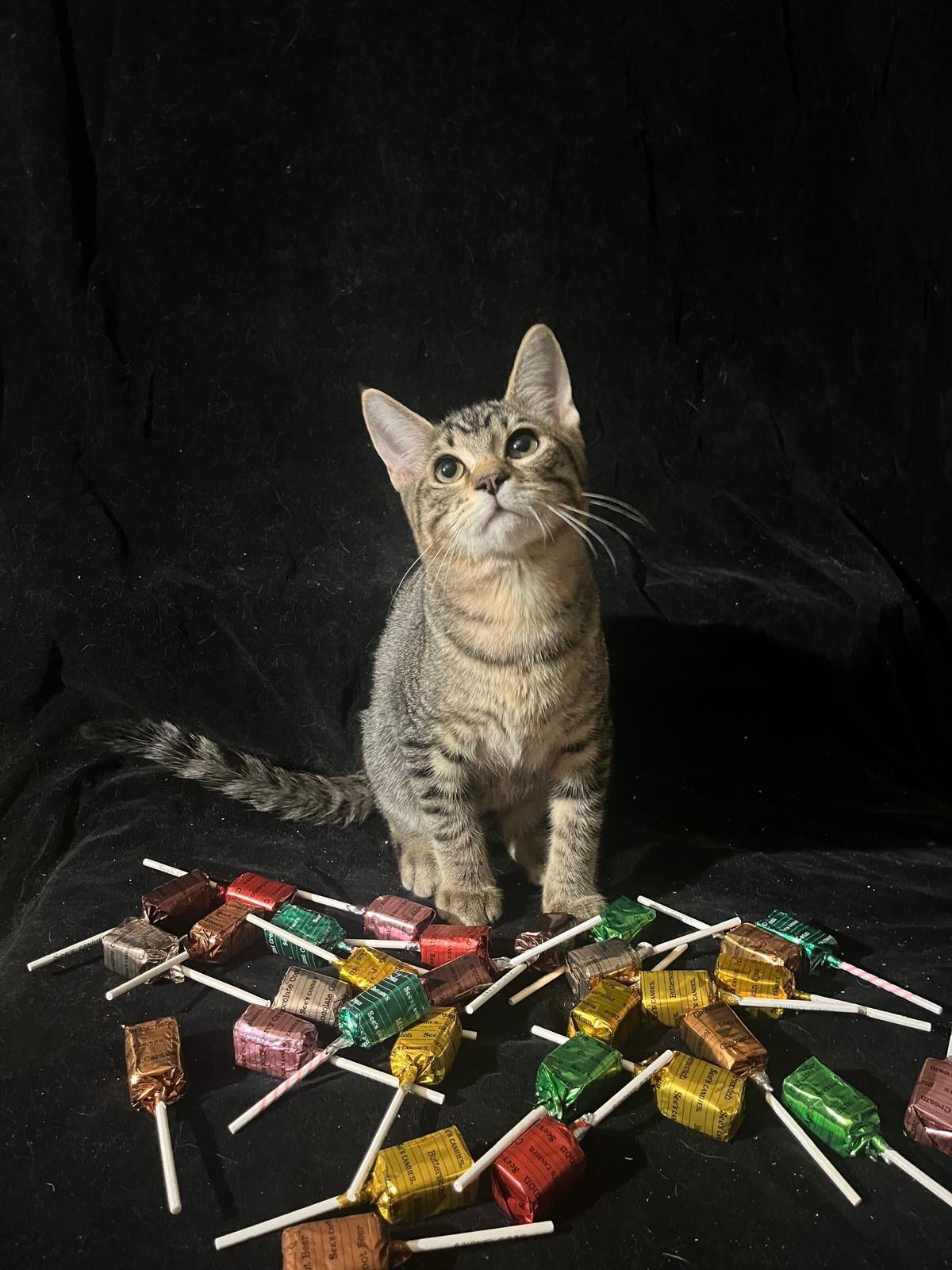 Enlarge Little Star (& Twinkle Twinkle), a Adoptable Domestic Short Hair in Castro Valley, CA image 2/3